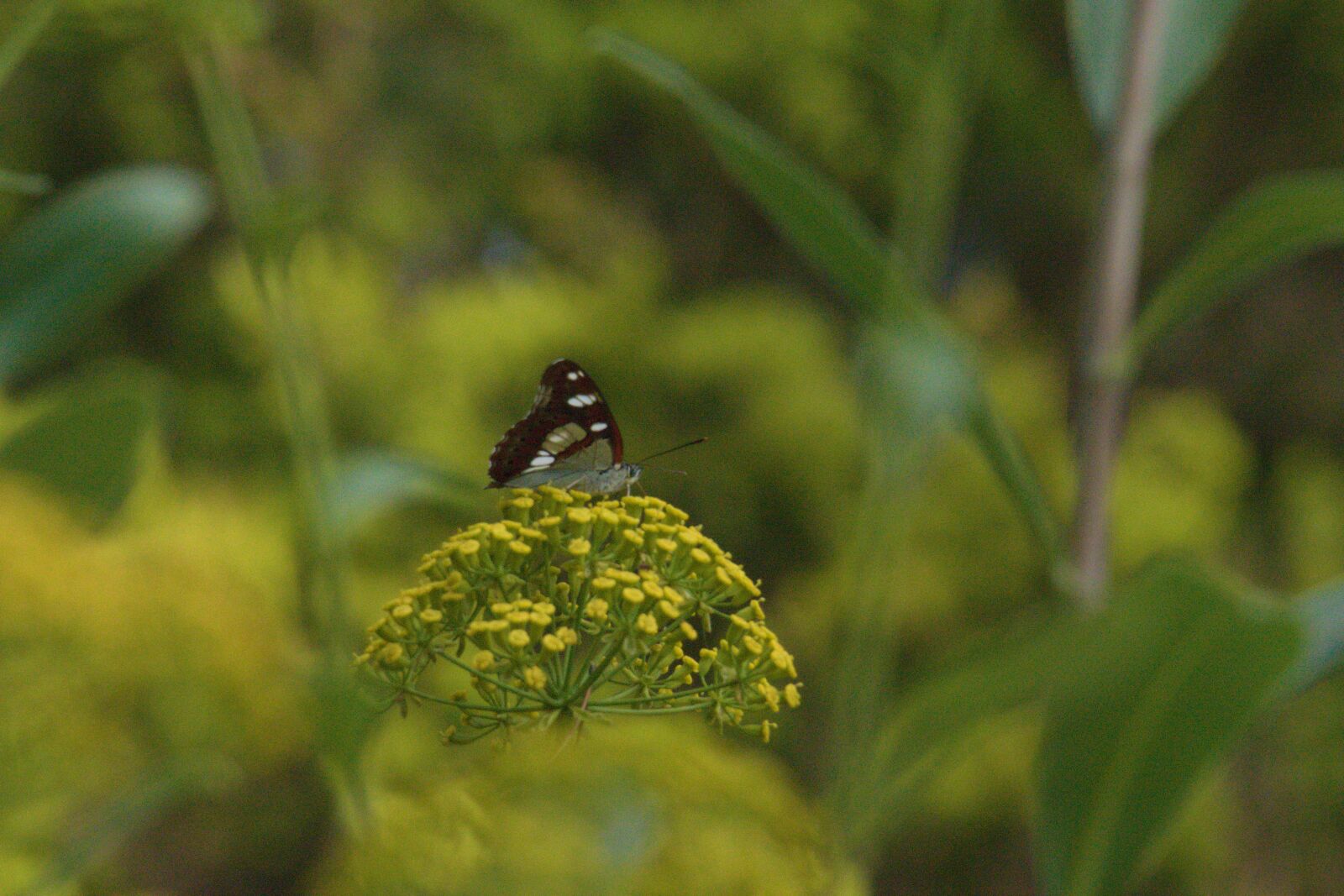 Panasonic Lumix DMC-FZ1000 sample photo. Butterfly, nature, insect photography