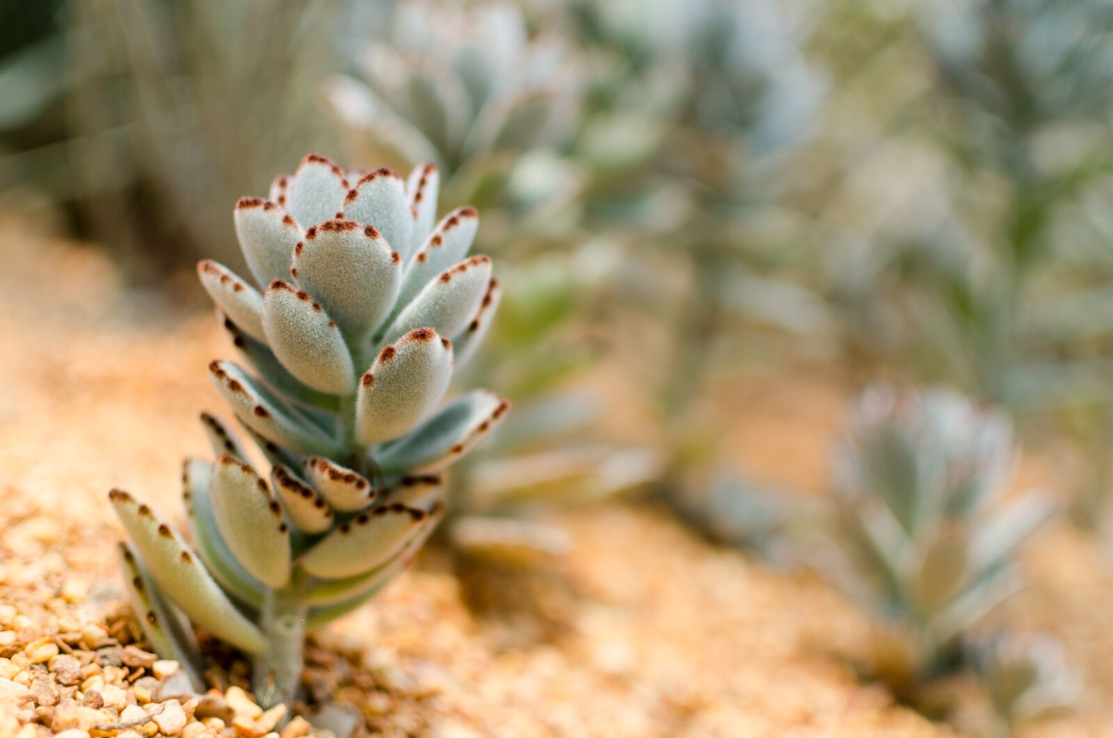 Nikon D5100 sample photo. Cactus, gardens by the photography