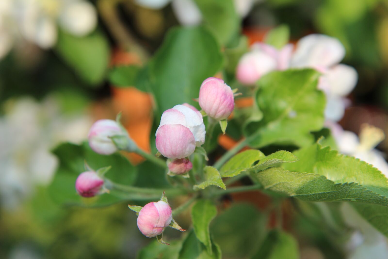Canon EOS 600D (Rebel EOS T3i / EOS Kiss X5) sample photo. Apple, flower apple tree photography