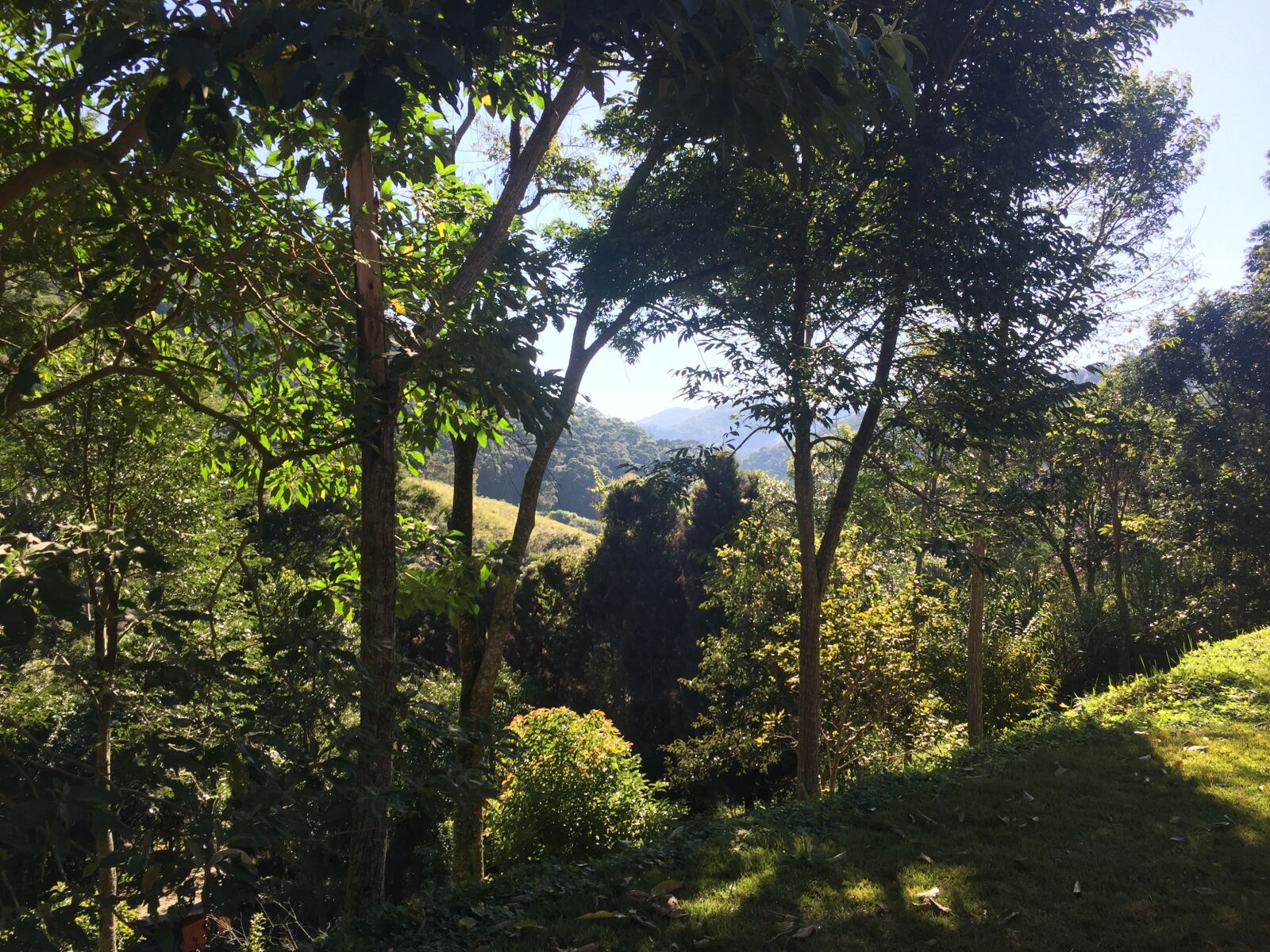 iPhone 6 back camera 4.15mm f/2.2 sample photo. Horizont, trees, outdoor photography