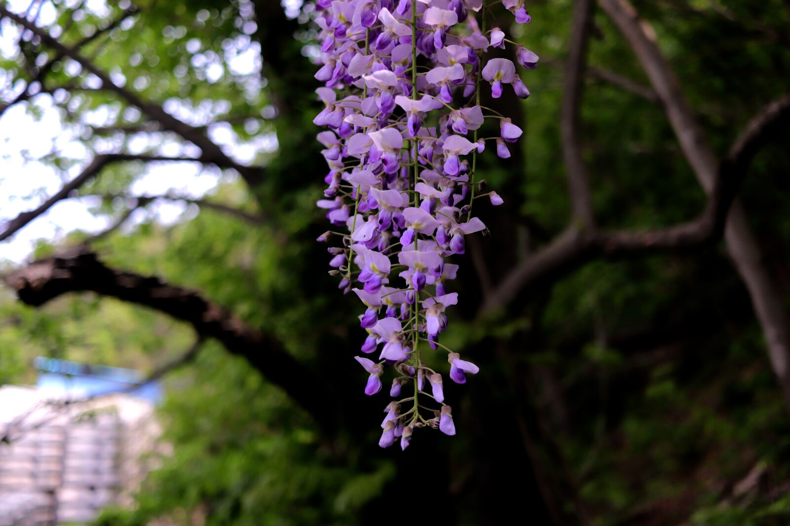 Canon EF-S 24mm F2.8 STM sample photo. Wisteria, flowers, garden photography