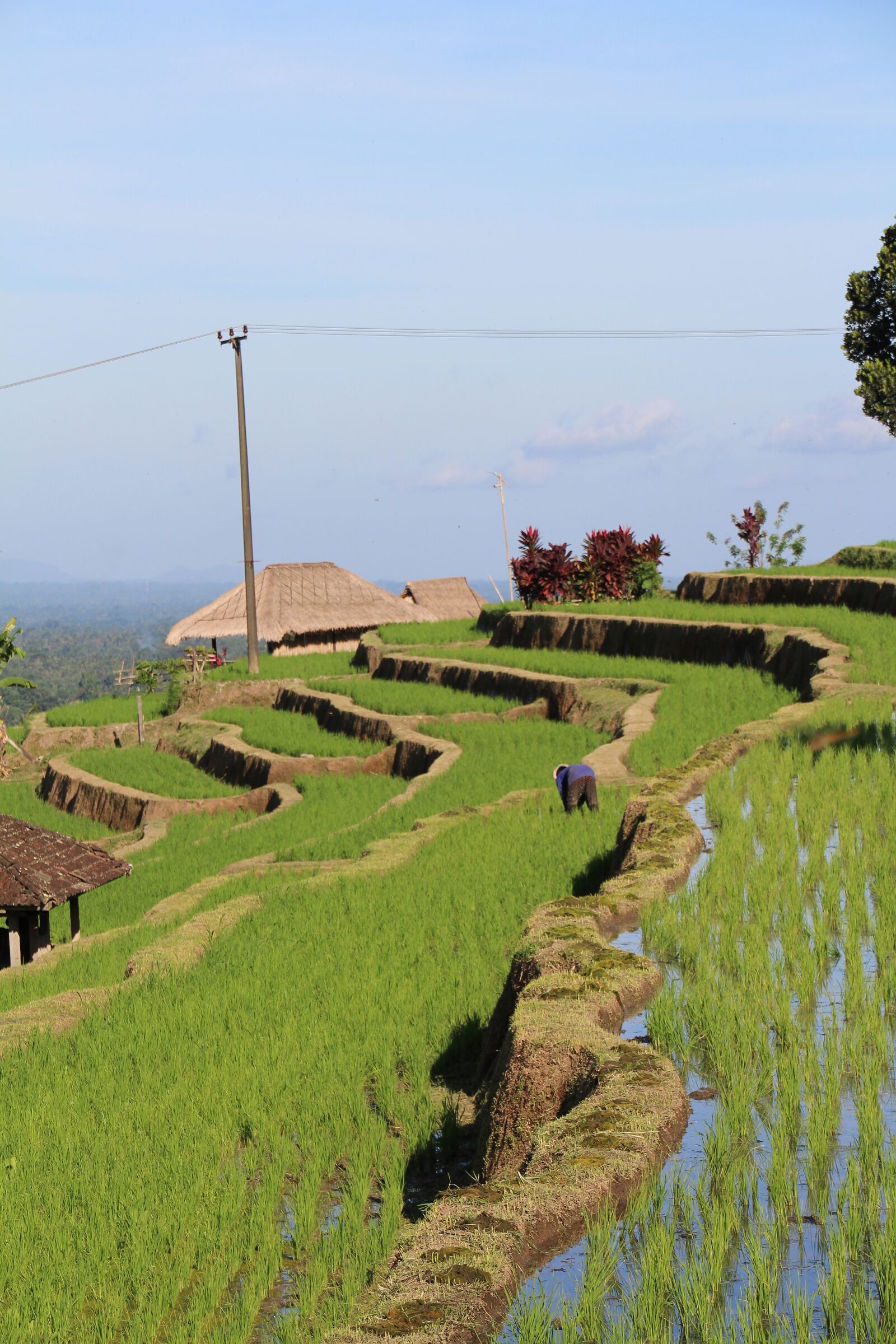 Canon EOS 700D (EOS Rebel T5i / EOS Kiss X7i) sample photo. Bali, rice fields, jatiluwih photography