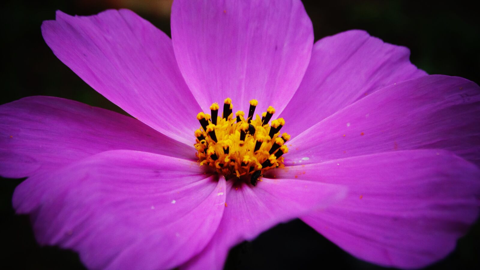 Sony Cyber-shot DSC-HX300 sample photo. Flower, pink, plant photography