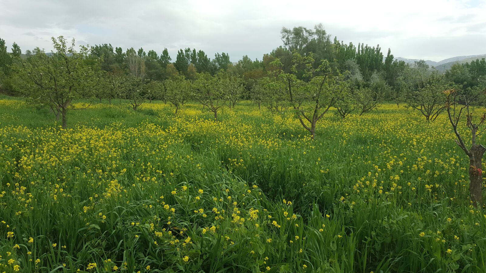 Samsung Galaxy Note5 sample photo. Bahçe, garden, fruit photography