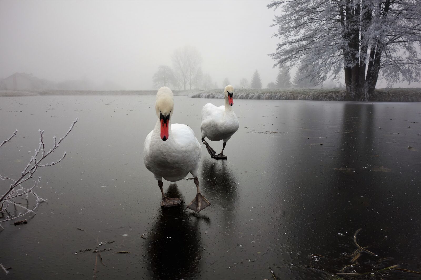 Sony Cyber-shot DSC-RX100 sample photo. Swan pair, ice cover photography