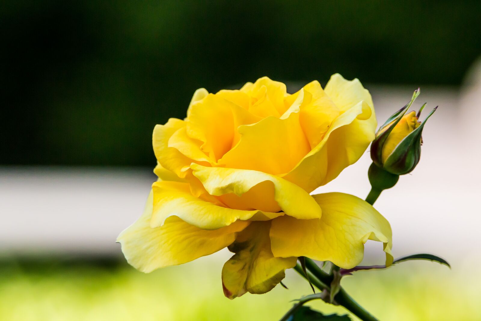 Tamron SP 150-600mm F5-6.3 Di VC USD sample photo. Flower, rosa, flowers photography