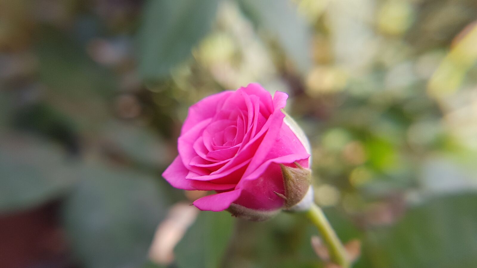Samsung Galaxy S7 Edge sample photo. Rose, pink, colorful photography