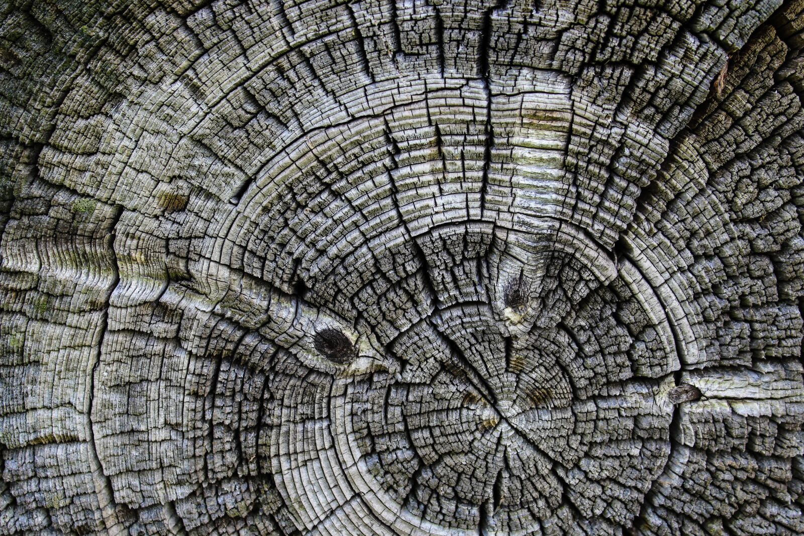 Canon EOS 1200D (EOS Rebel T5 / EOS Kiss X70 / EOS Hi) sample photo. Wood, background, circle photography