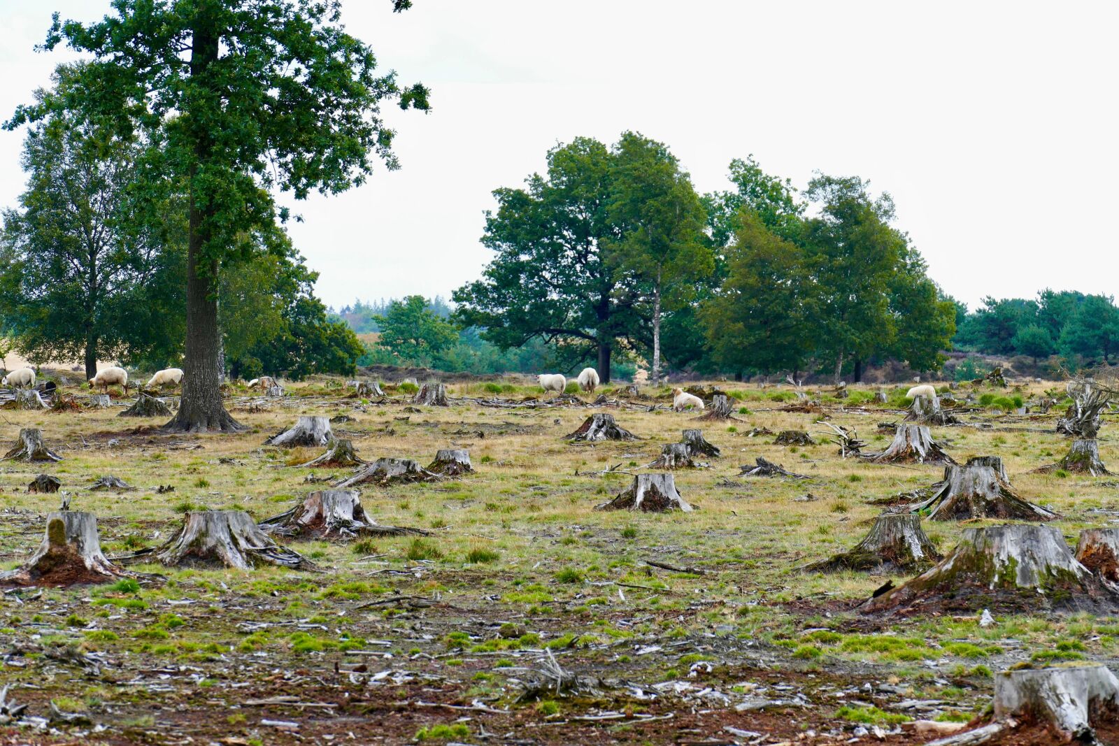 Panasonic Lumix DMC-FZ1000 sample photo. Landscape, forest, trees photography