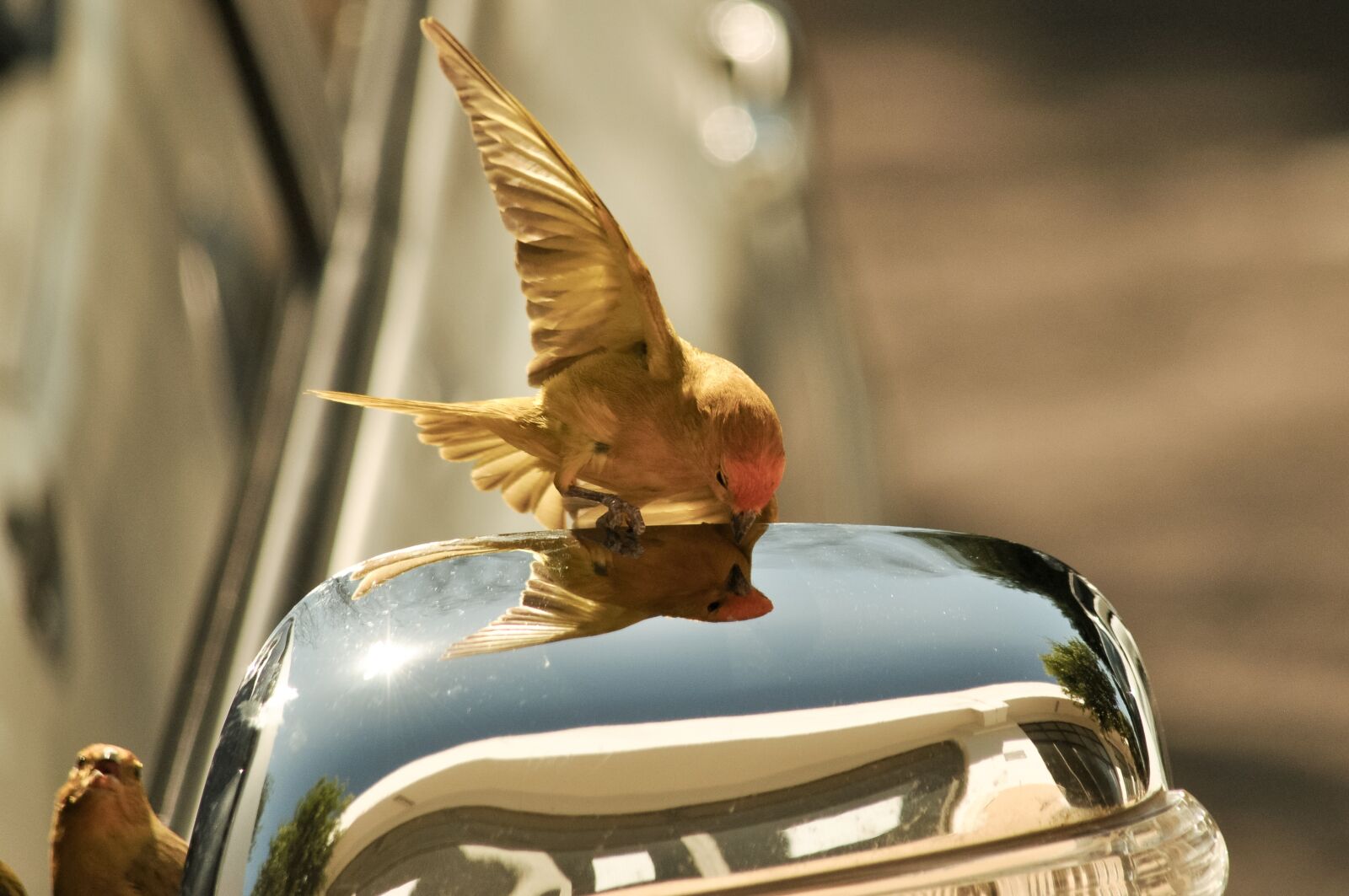 Nikon D5000 sample photo. Canario land, sicalis, canario photography