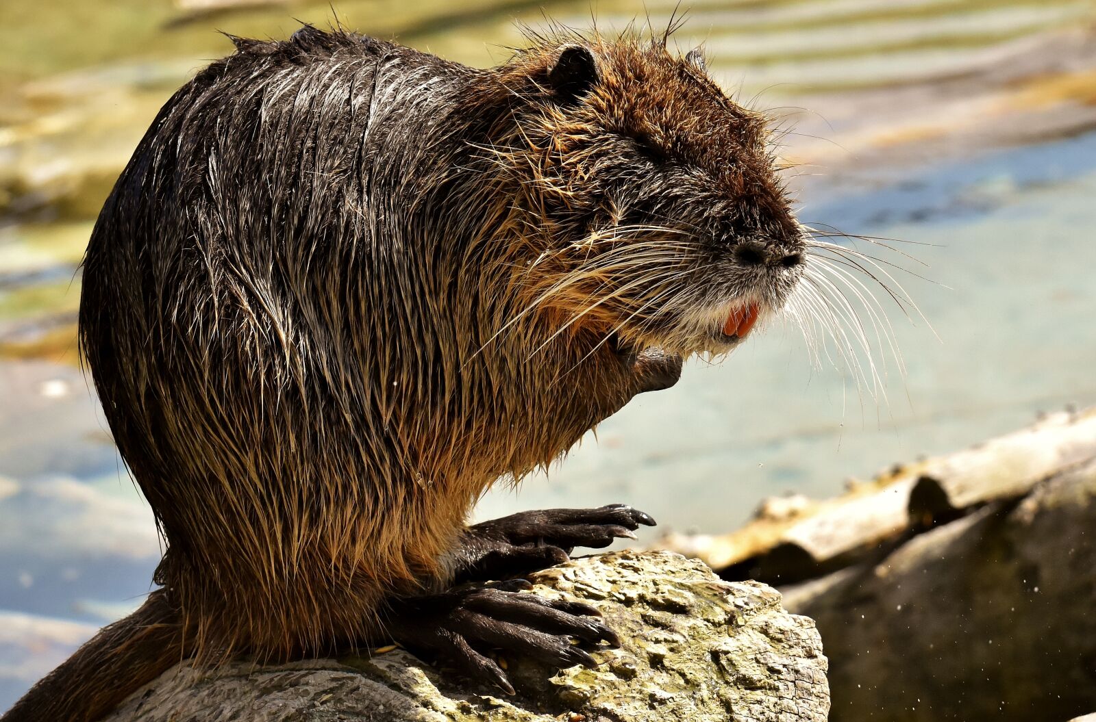 Nikon D7200 sample photo. Nutria, water rat, water photography
