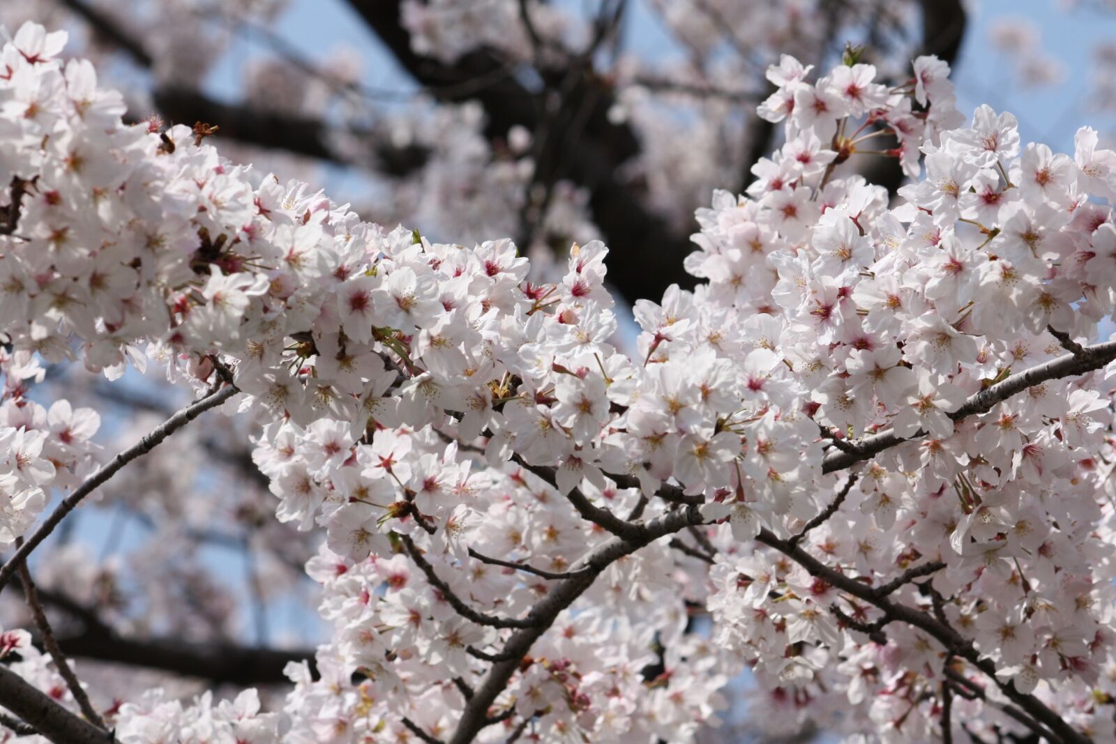Canon EOS 450D (EOS Rebel XSi / EOS Kiss X2) sample photo. Cherry blossoms, spring, in photography