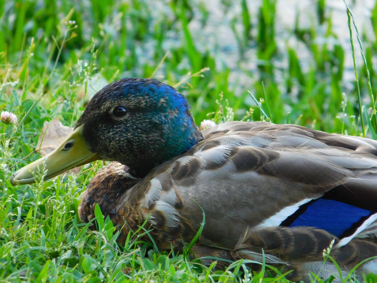 Nikon Coolpix L840 sample photo. Duck, mallard, bird photography