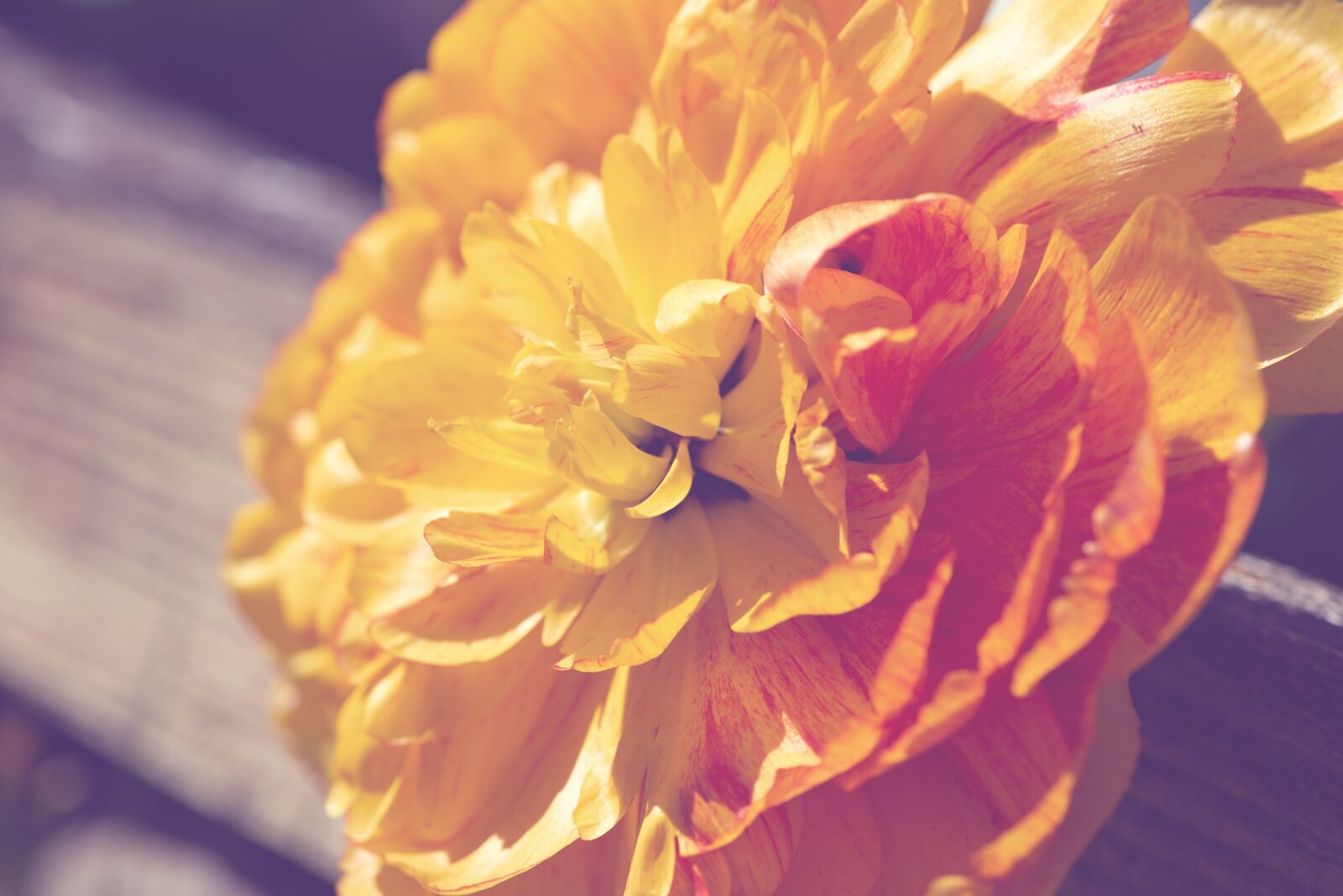 Nikon D750 sample photo. Flowers background, background, flower photography