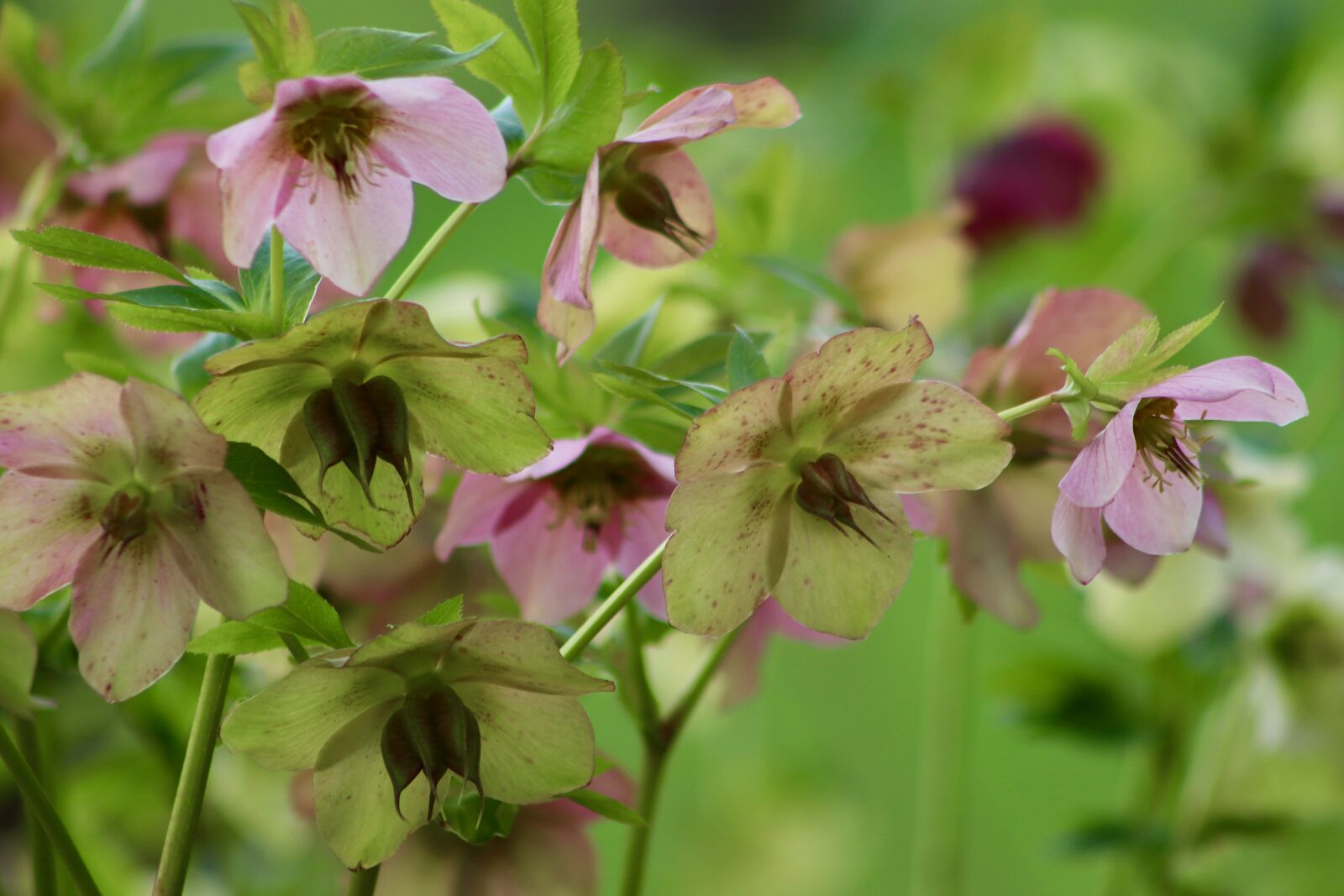 Canon EOS 77D (EOS 9000D / EOS 770D) sample photo. Christmas rose, black hellebore photography