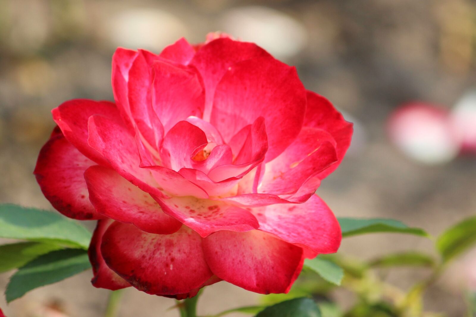 Canon EF-S 55-250mm F4-5.6 IS II sample photo. Rose, red, red rose photography