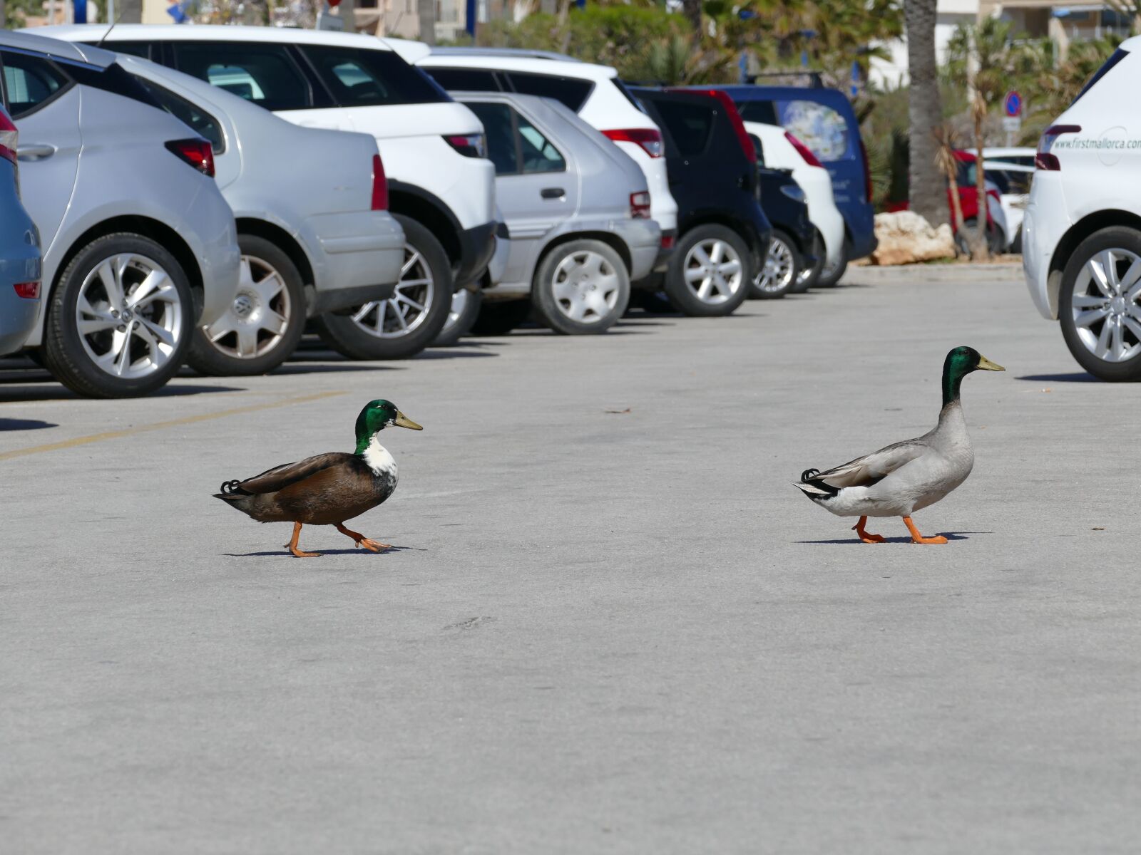 Panasonic Lumix DMC-FZ1000 sample photo. Ducks, city, bird photography