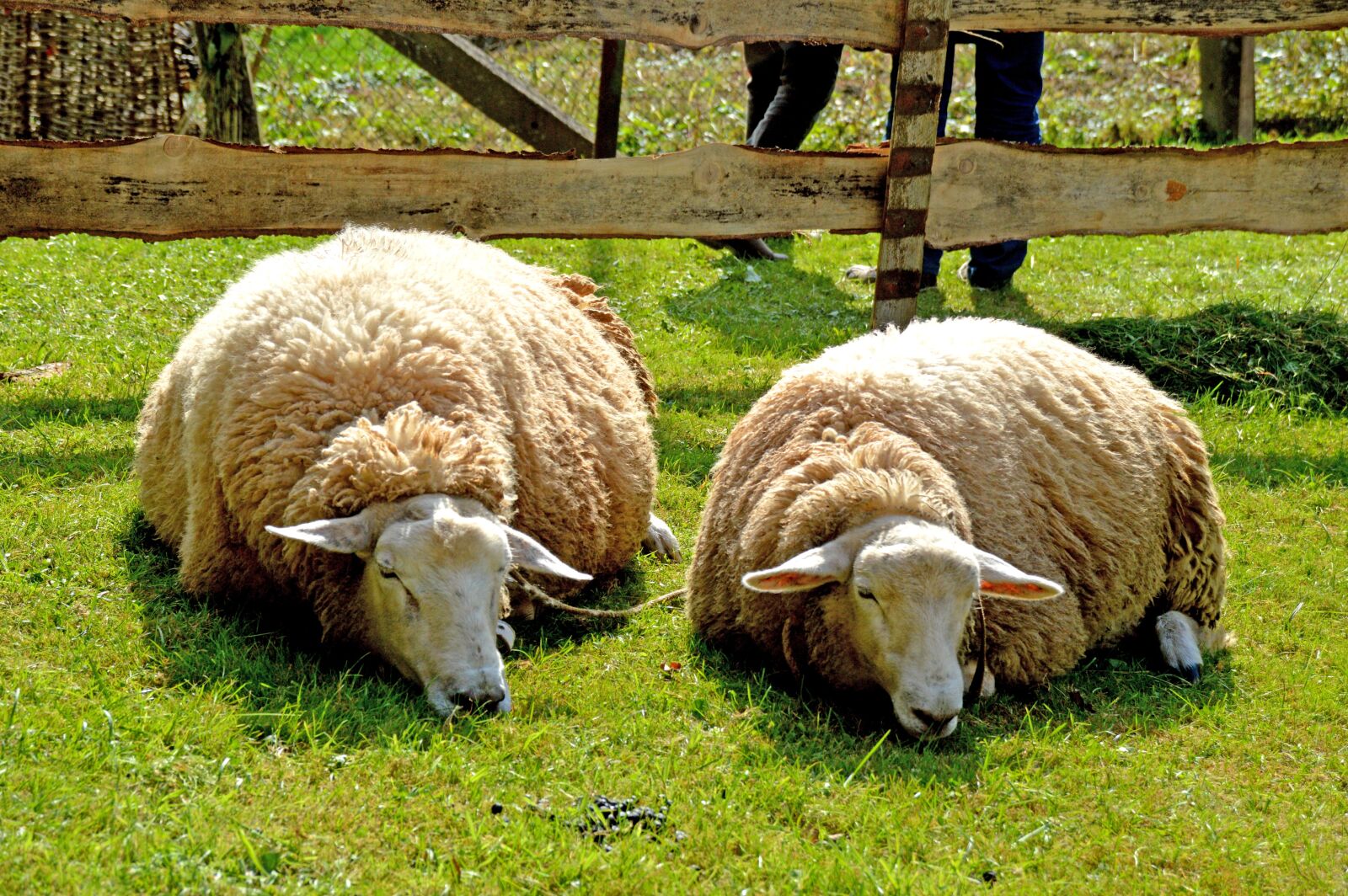 Nikon D3200 sample photo. Sheep, schafe, schlaf photography