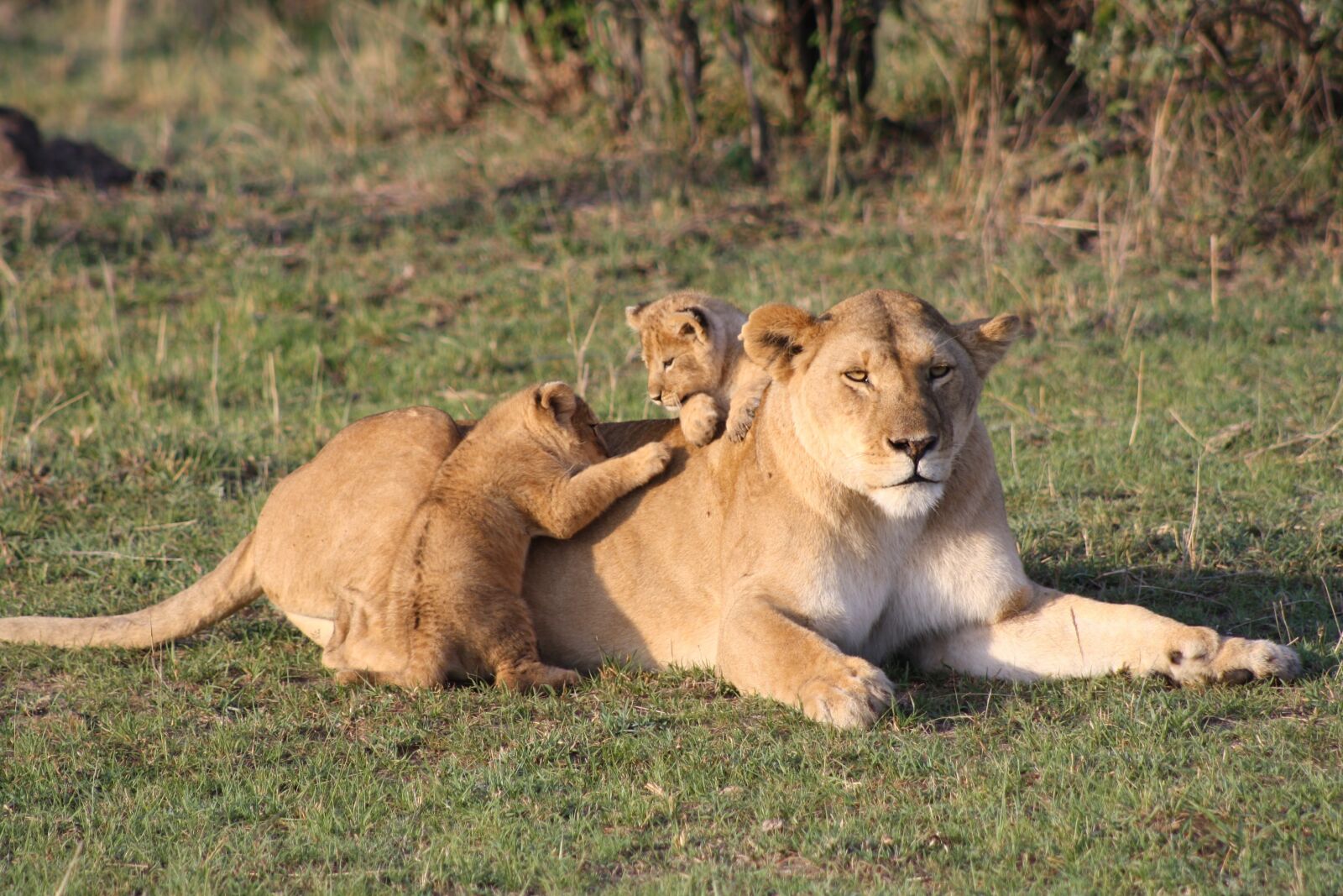 Canon EOS 1000D (EOS Digital Rebel XS / EOS Kiss F) sample photo. Lion, cubs, lion cub photography