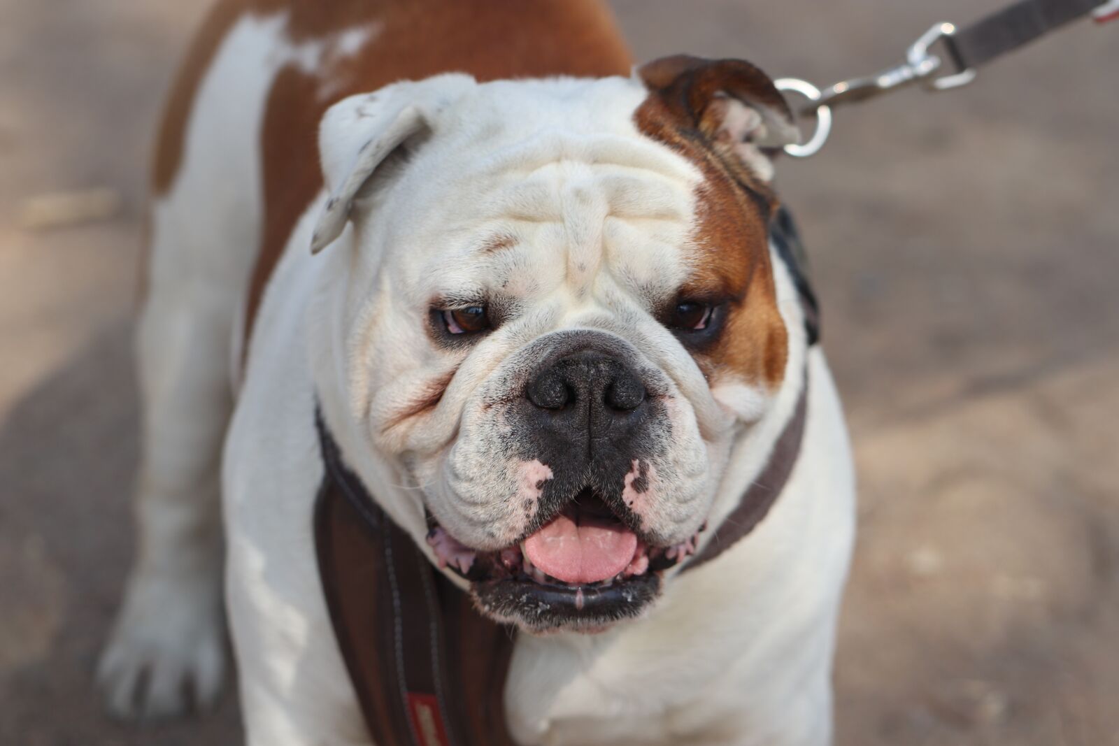 Canon EOS 77D (EOS 9000D / EOS 770D) sample photo. Dog, english bulldog, bulldog photography