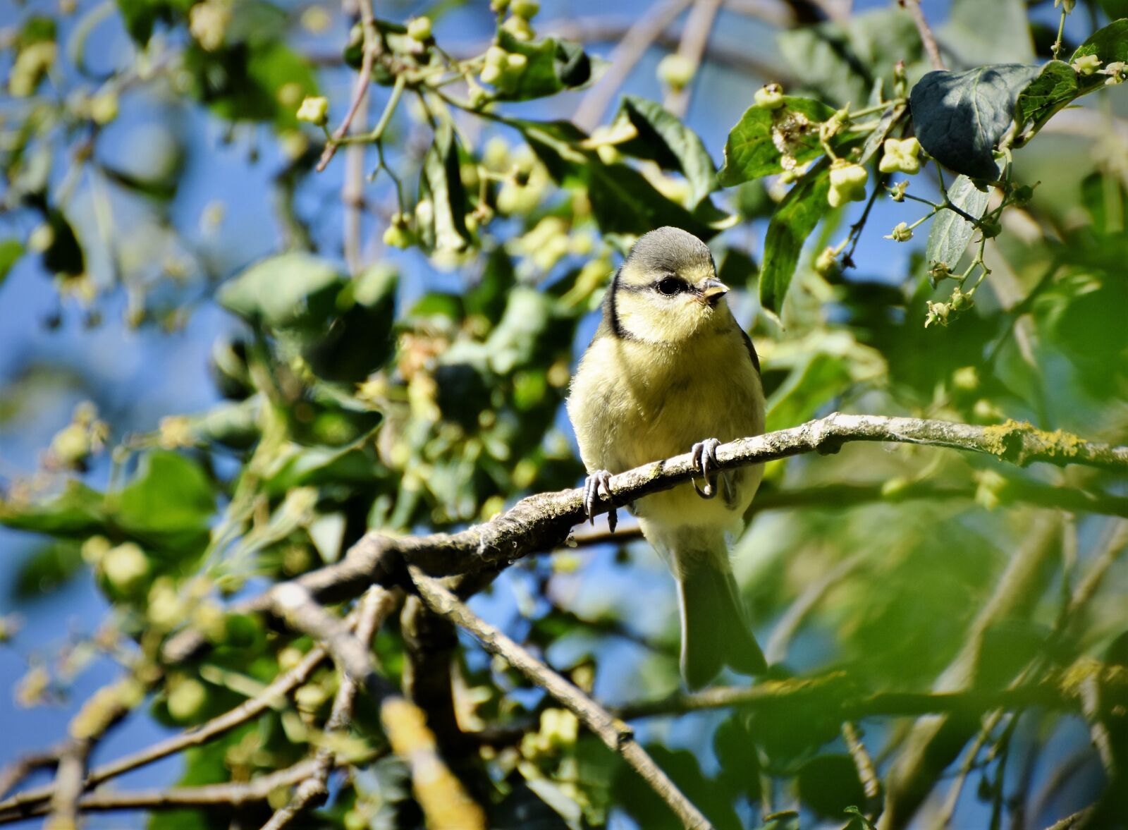 Nikon D7200 sample photo. Tit, songbird, bird photography