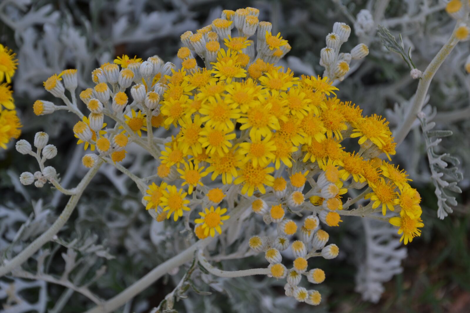 Nikon D3100 sample photo. Flower, plant, nature photography