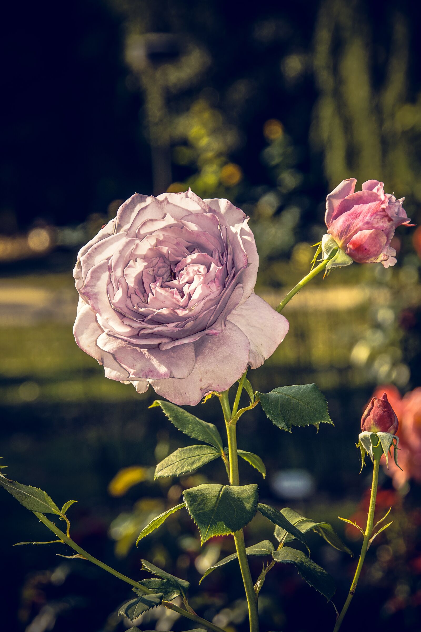 Sony ILCA-77M2 sample photo. Rose, blossom, bloom photography