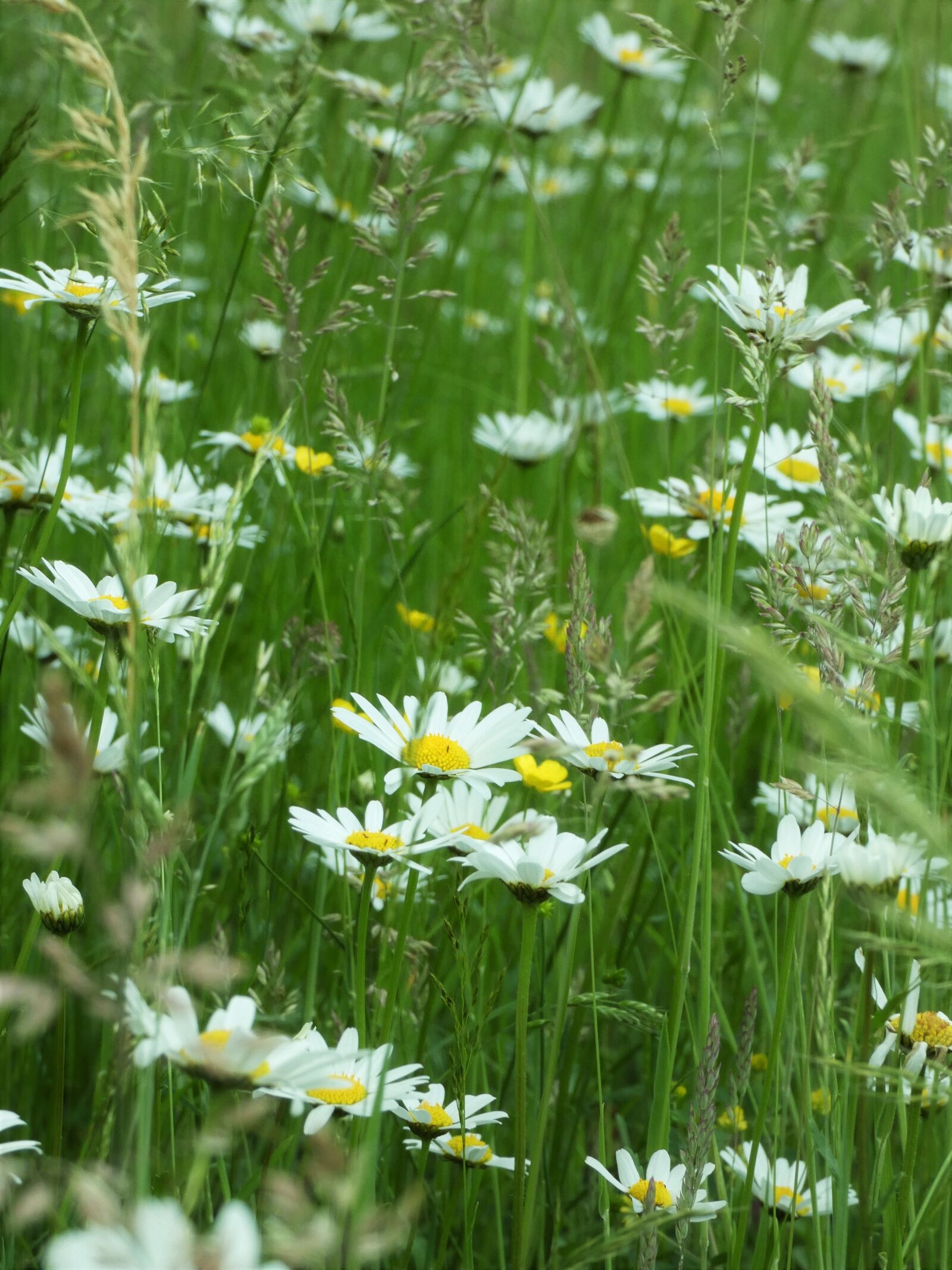 Panasonic Lumix DC-FZ80 (Lumix DC-FZ82) sample photo. Chamomile, wild, flower meadow photography