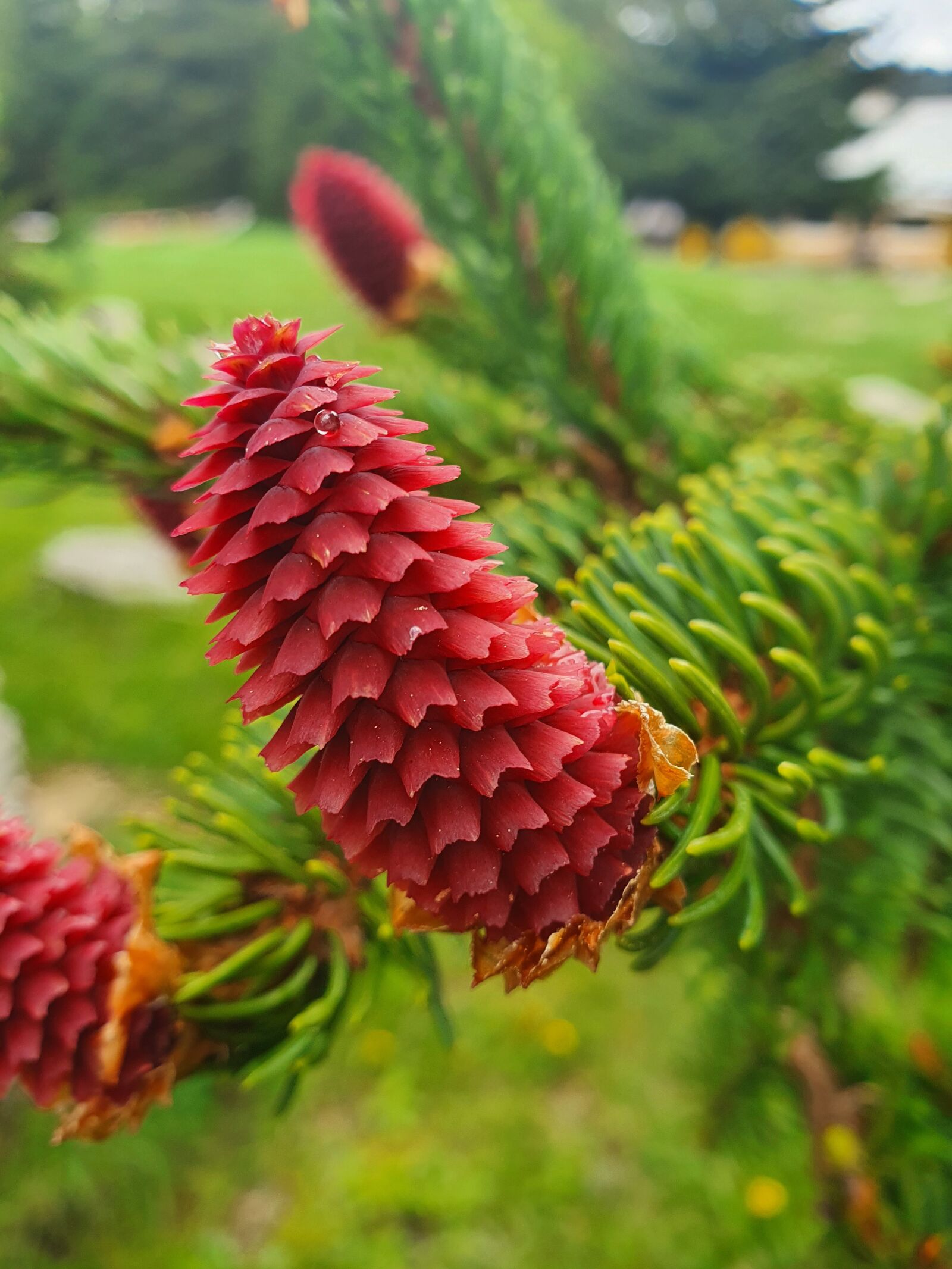 Samsung Galaxy S10e sample photo. Cone, fir, mountain photography