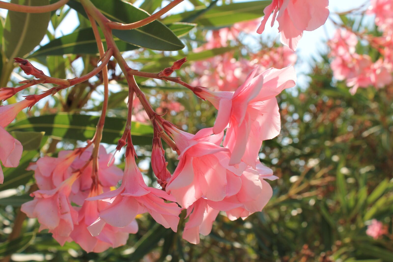 Canon EOS 1100D (EOS Rebel T3 / EOS Kiss X50) sample photo. Flower, pink, green photography