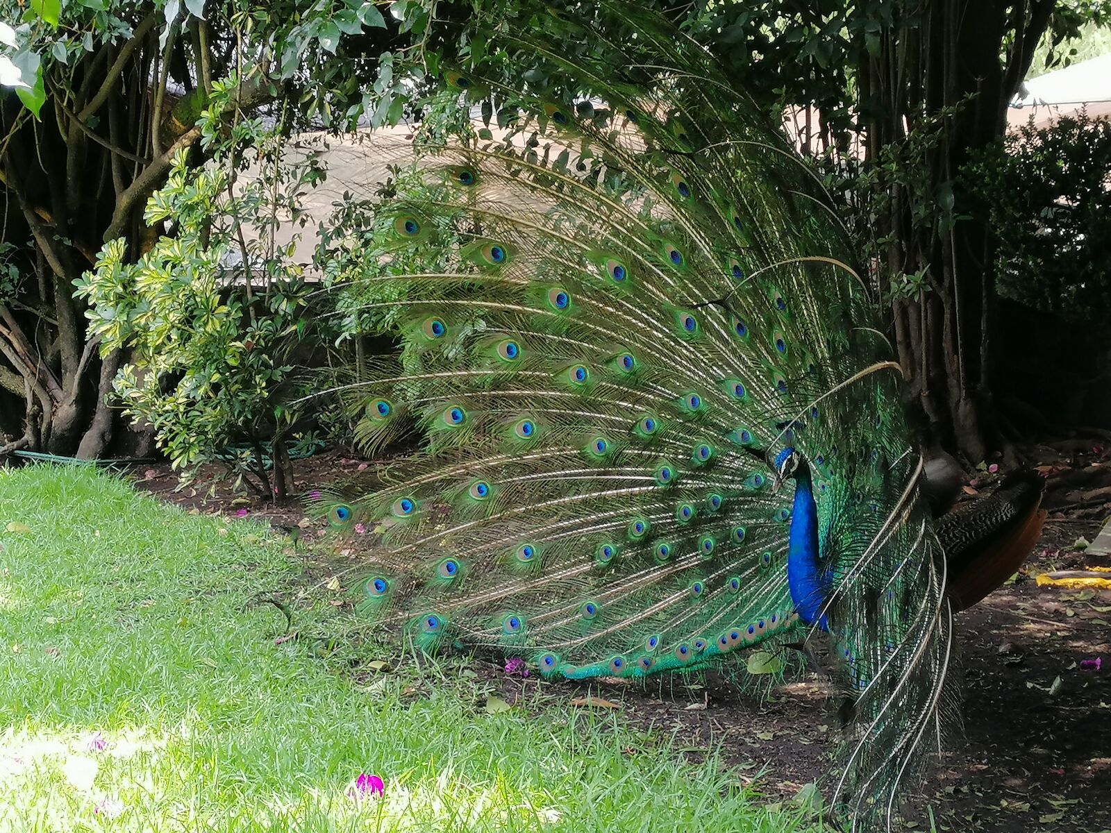 HUAWEI SNE-LX3 sample photo. Pen, garden, animals photography