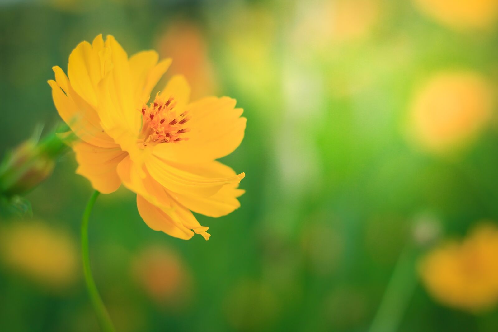 Canon EOS 700D (EOS Rebel T5i / EOS Kiss X7i) sample photo. Cosmos flowers, yellow flowers photography