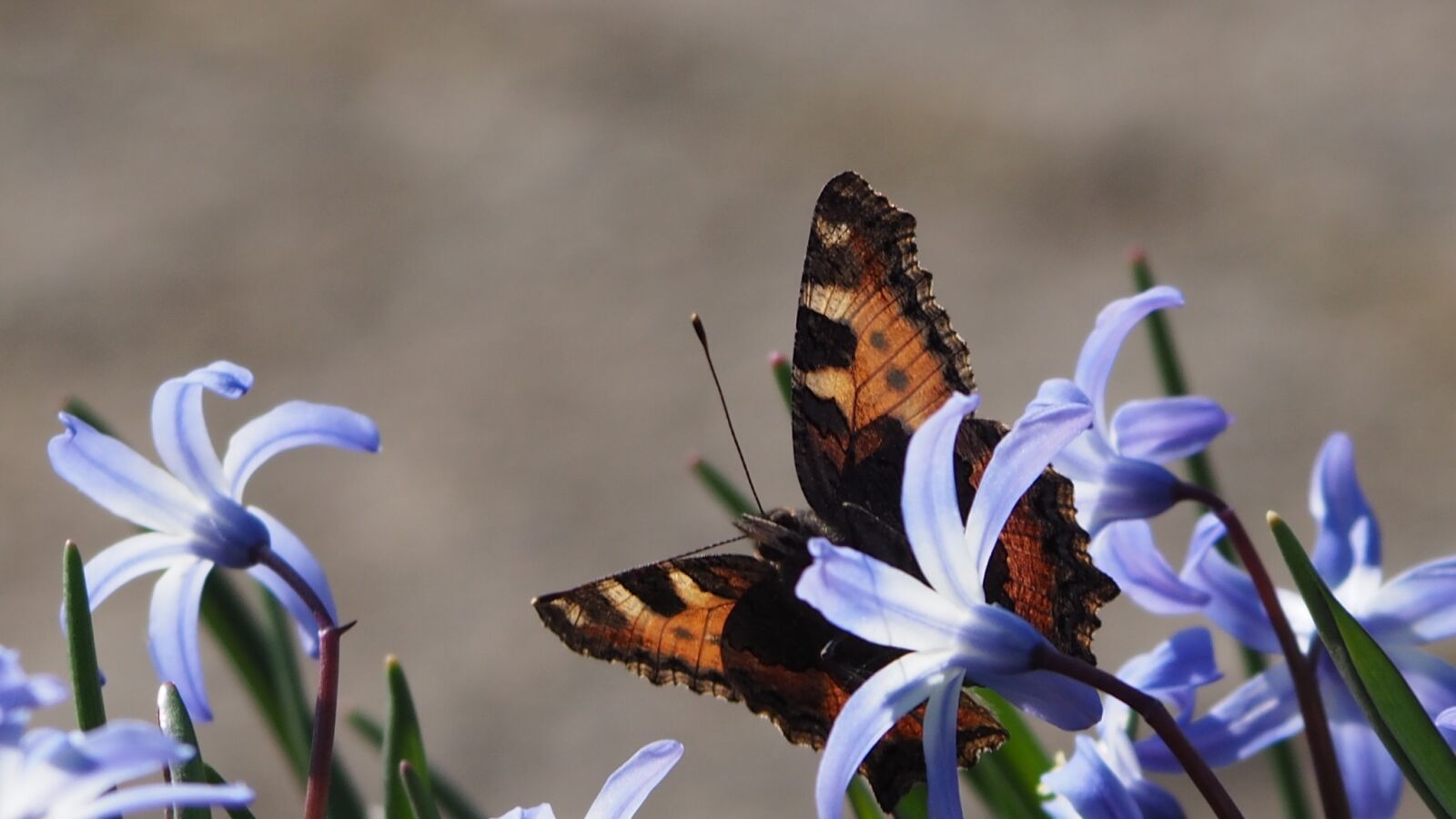 Olympus OM-D E-M10 + Panasonic Lumix G Vario 100-300mm F4-5.6 OIS sample photo. Butterfly, spring, nature photography