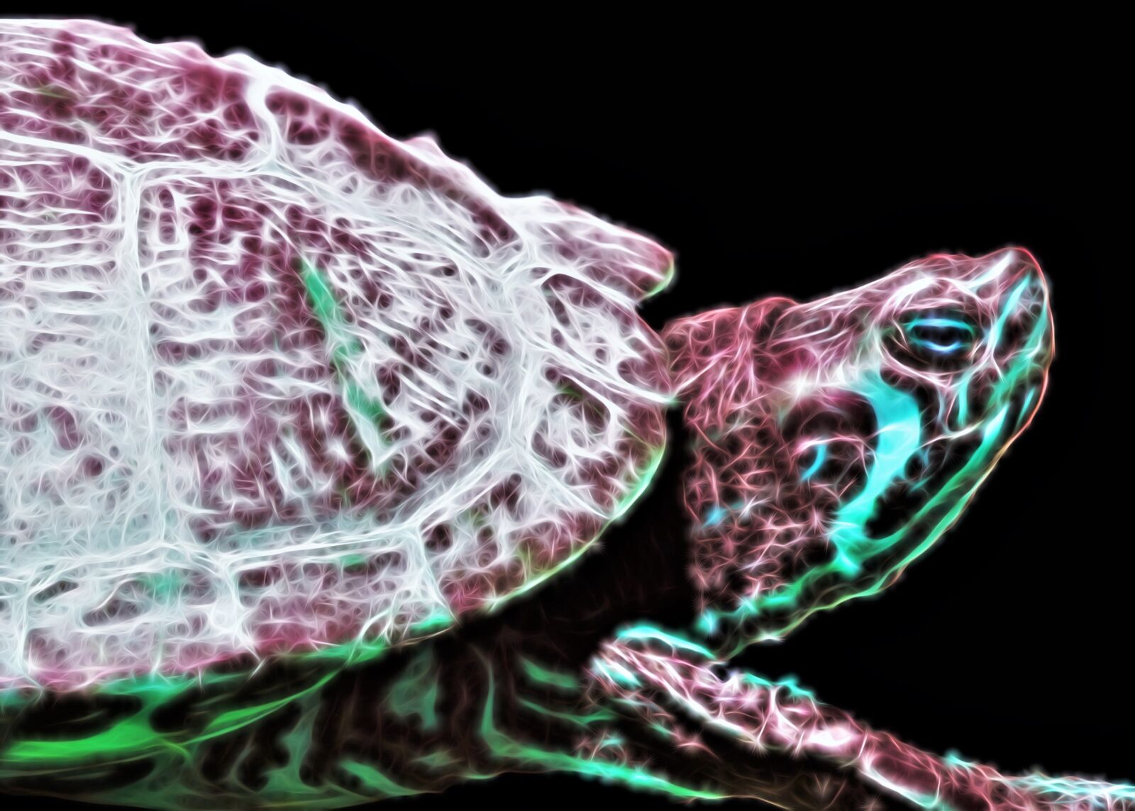Sony Cyber-shot DSC-HX300 sample photo. Turtle, matted, amphibian photography