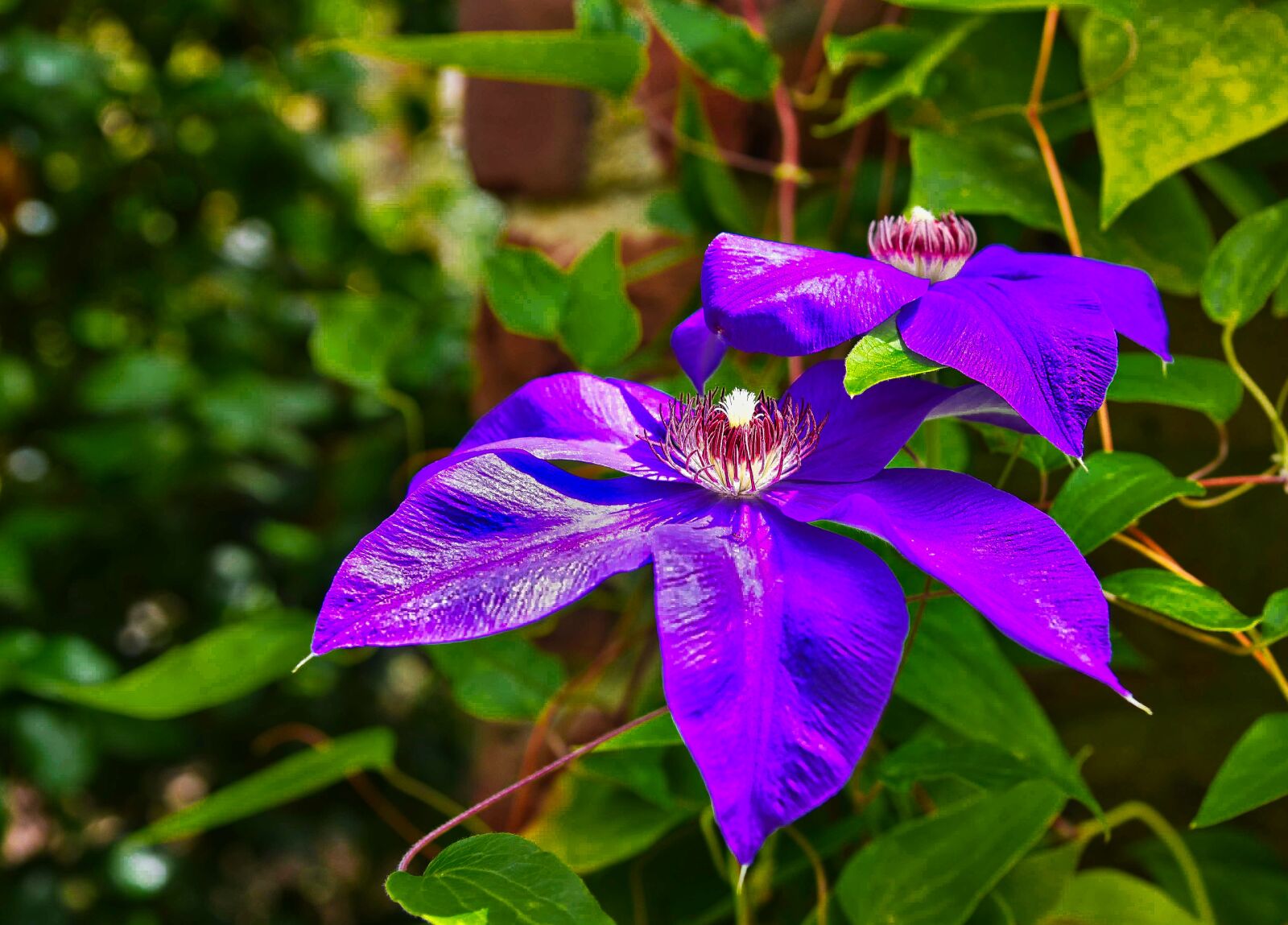 Nikon D750 sample photo. Flora, nature, flower photography