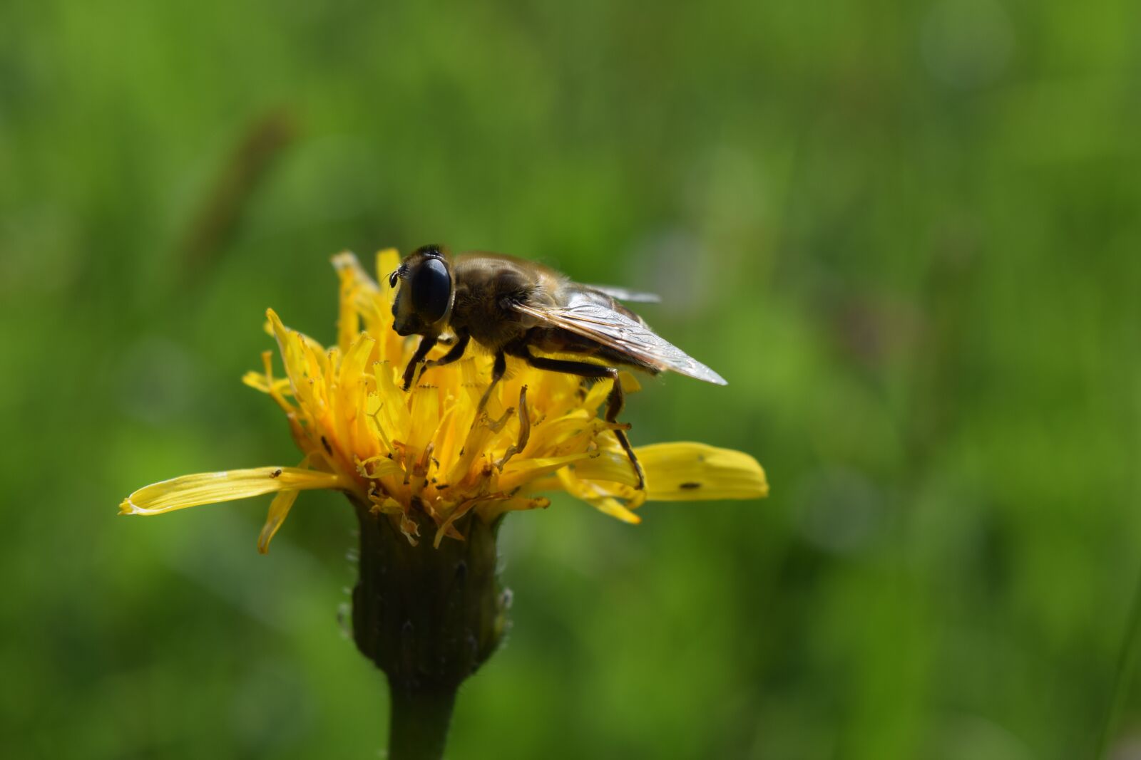 Nikon D3300 sample photo. Bee, insect, honey bee photography