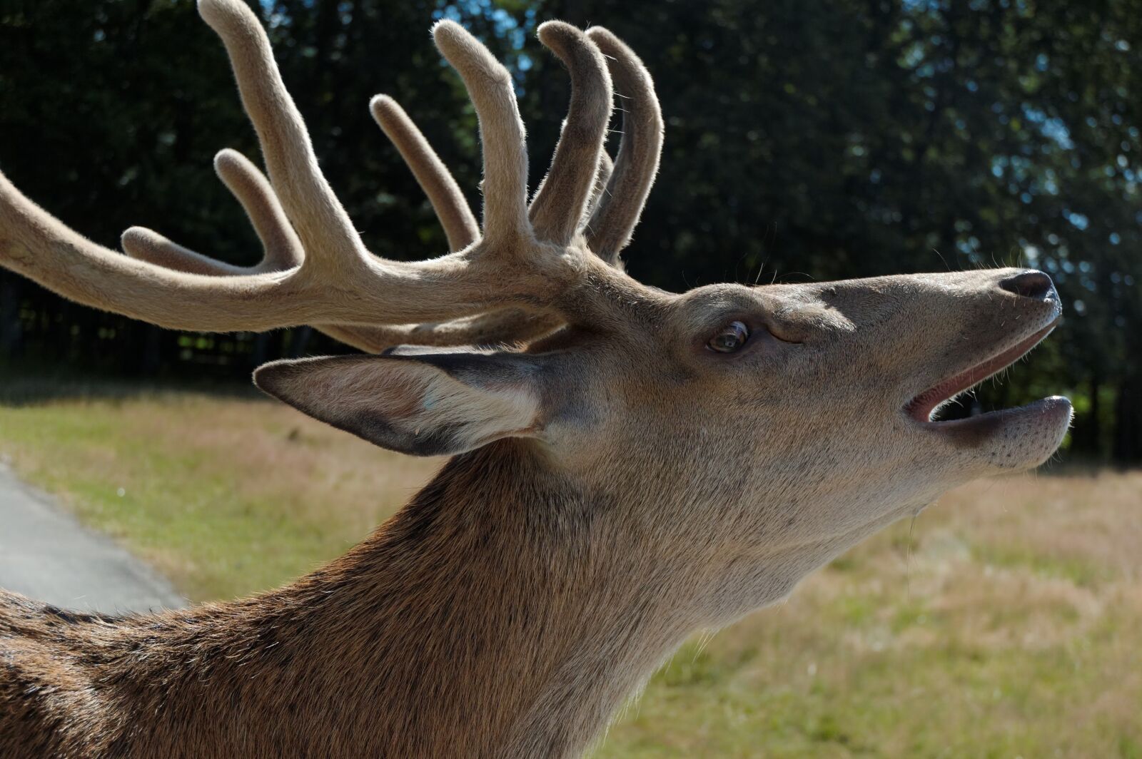 Nikon D40 sample photo. Deer, head, zoo photography