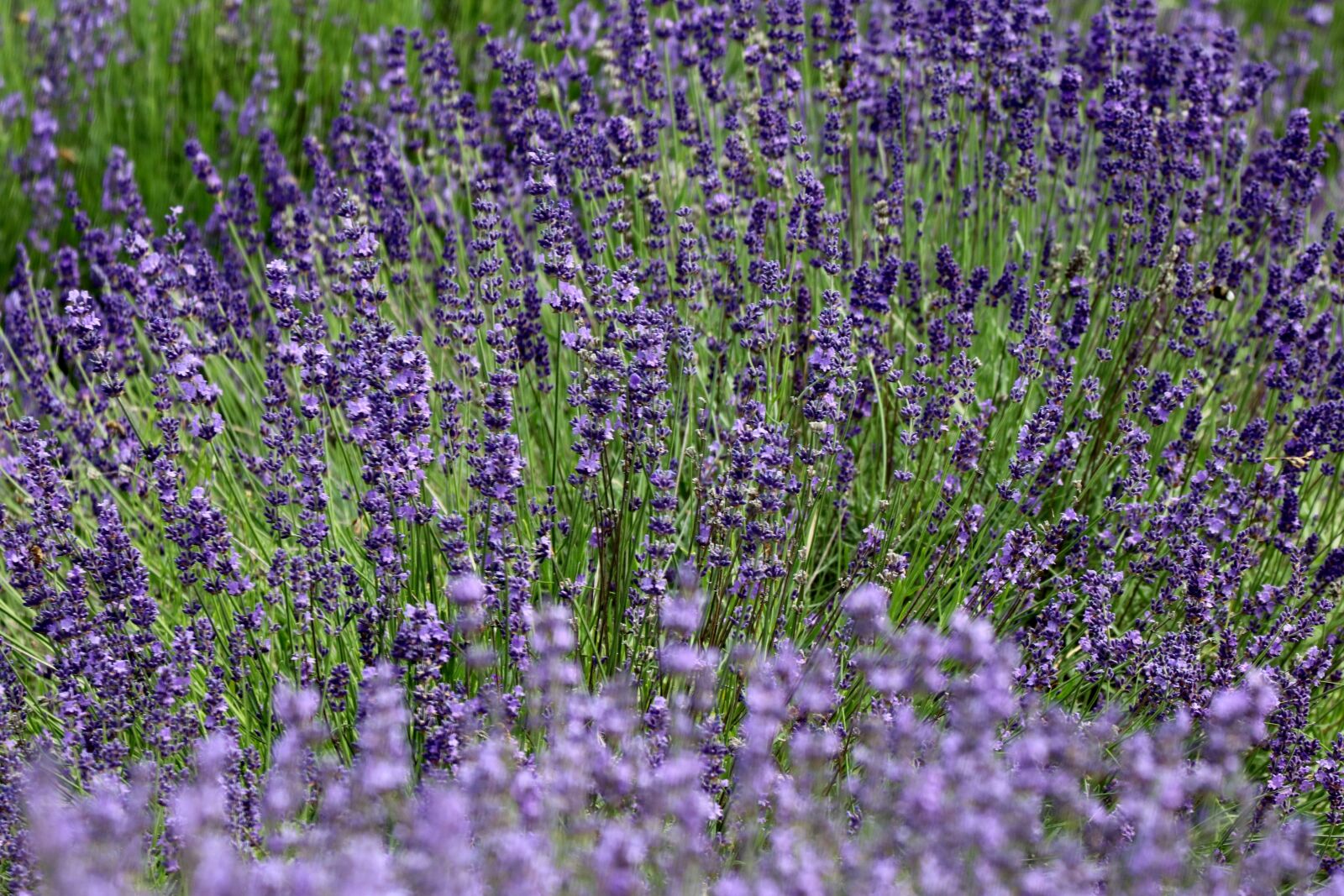 Canon EF 70-300 F4-5.6 IS II USM sample photo. Flower, lavender, nature photography