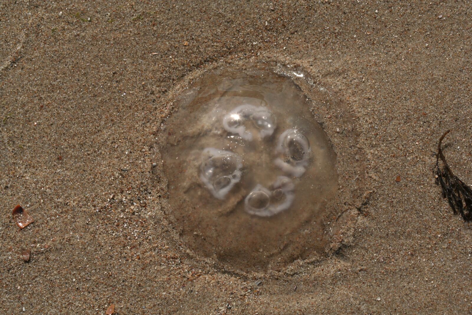 Canon EOS 350D (EOS Digital Rebel XT / EOS Kiss Digital N) sample photo. Jellyfish, beach, sand photography