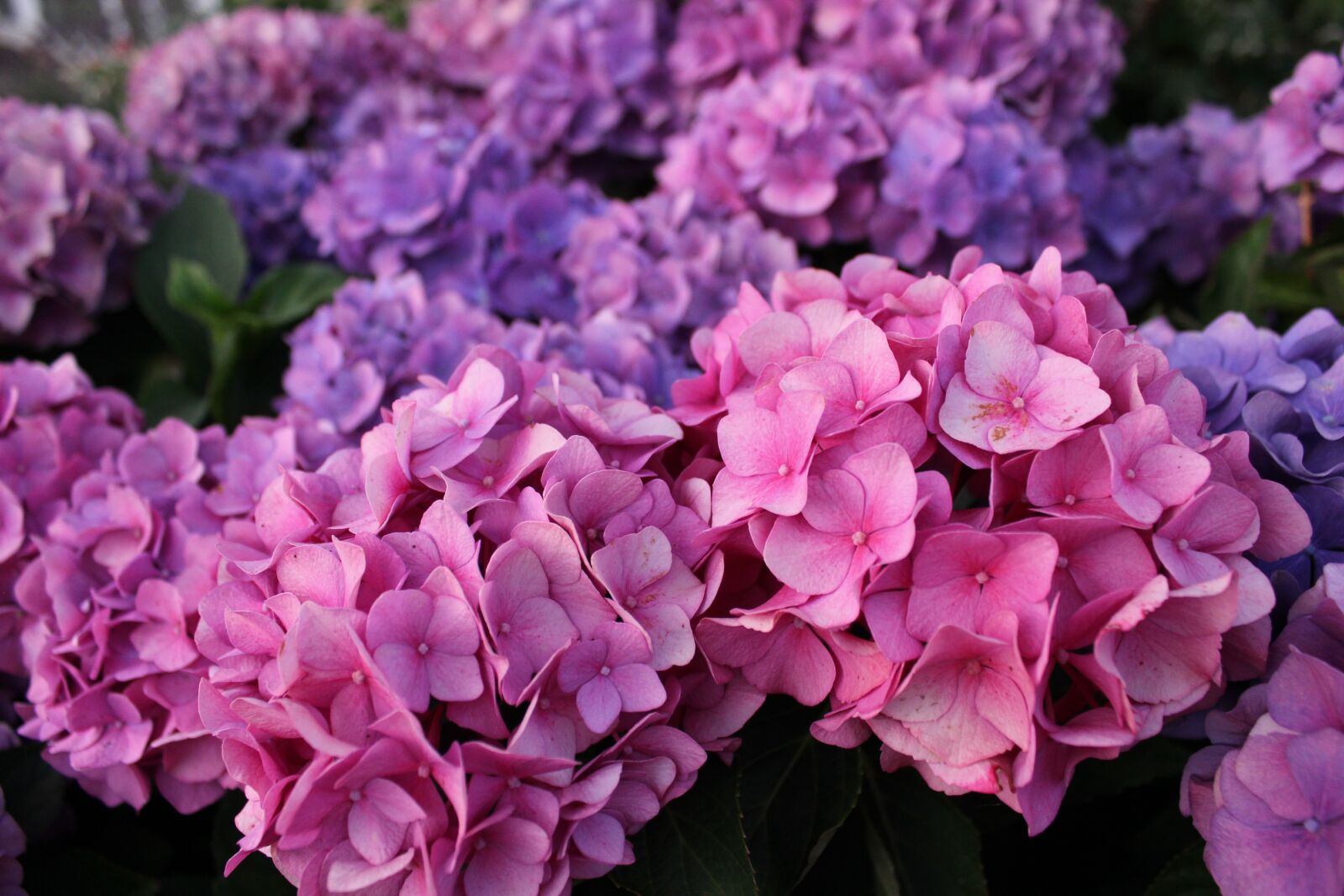 Canon EOS 550D (EOS Rebel T2i / EOS Kiss X4) sample photo. Hydrangea flowers, pink, garden photography