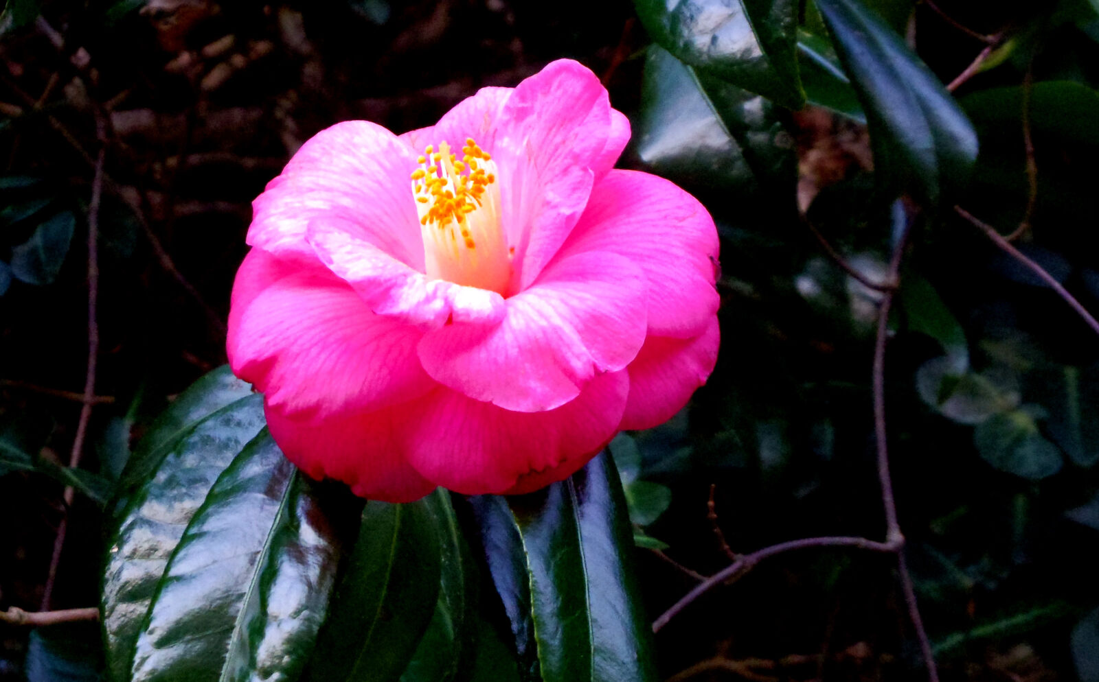 Pentax Q10 sample photo. Flower photography