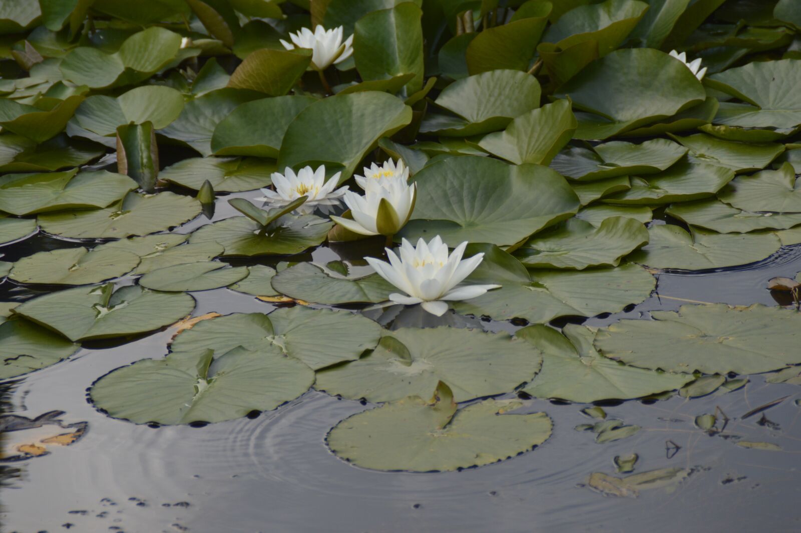 Nikon D3200 sample photo. Pond, water lilies, water photography