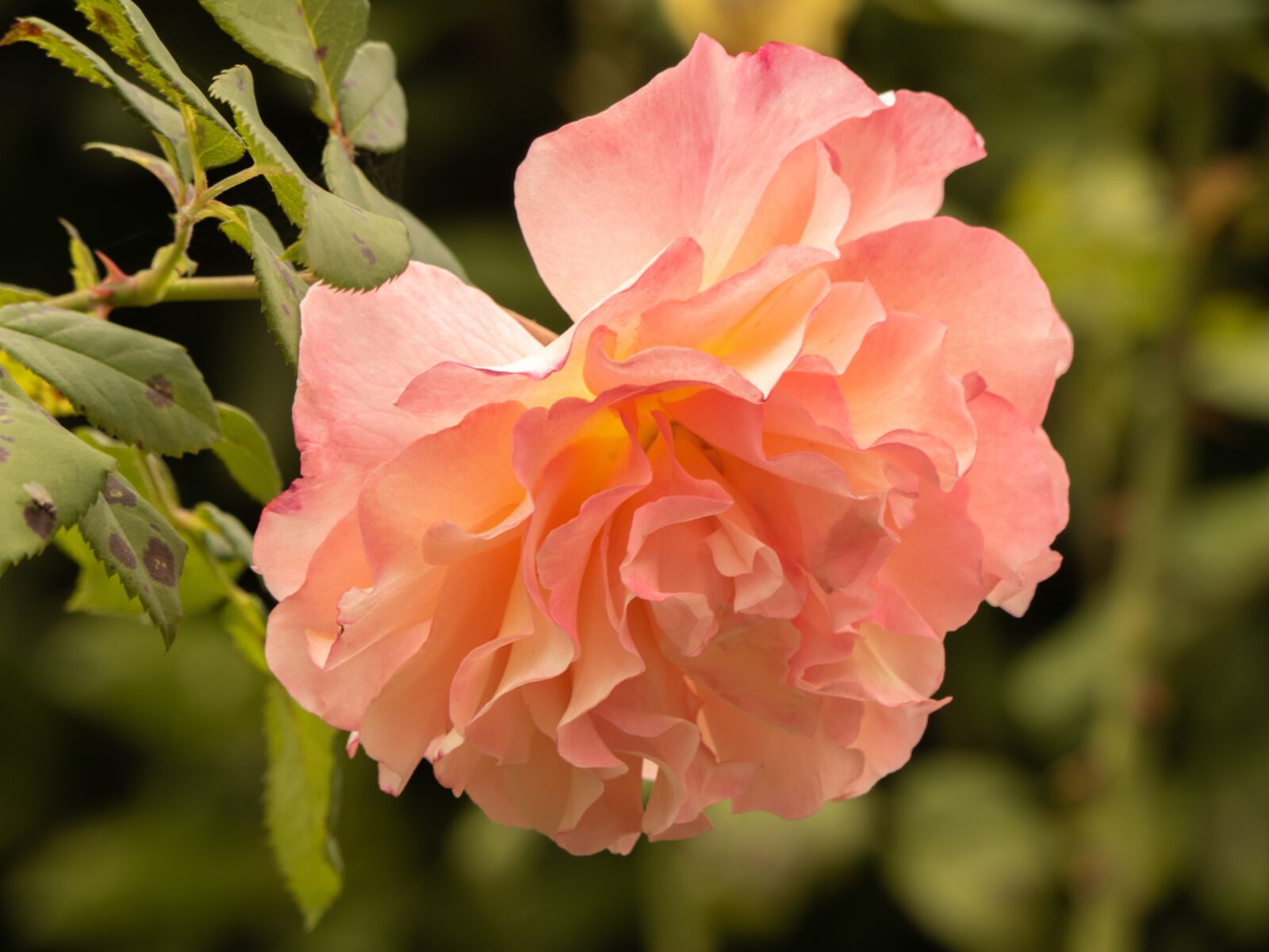 LUMIX G VARIO 100-300/F4.0-5.6II sample photo. Flower, rose, petals photography