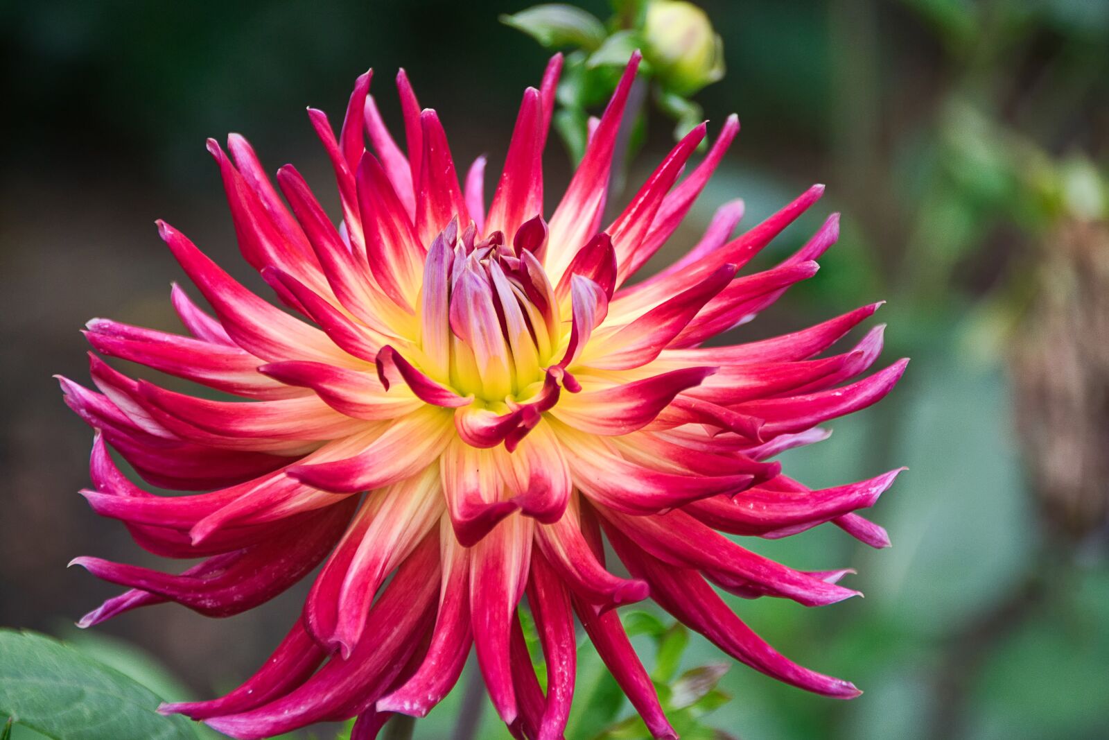 Sony ILCA-77M2 sample photo. Dahlia, red, blossom photography