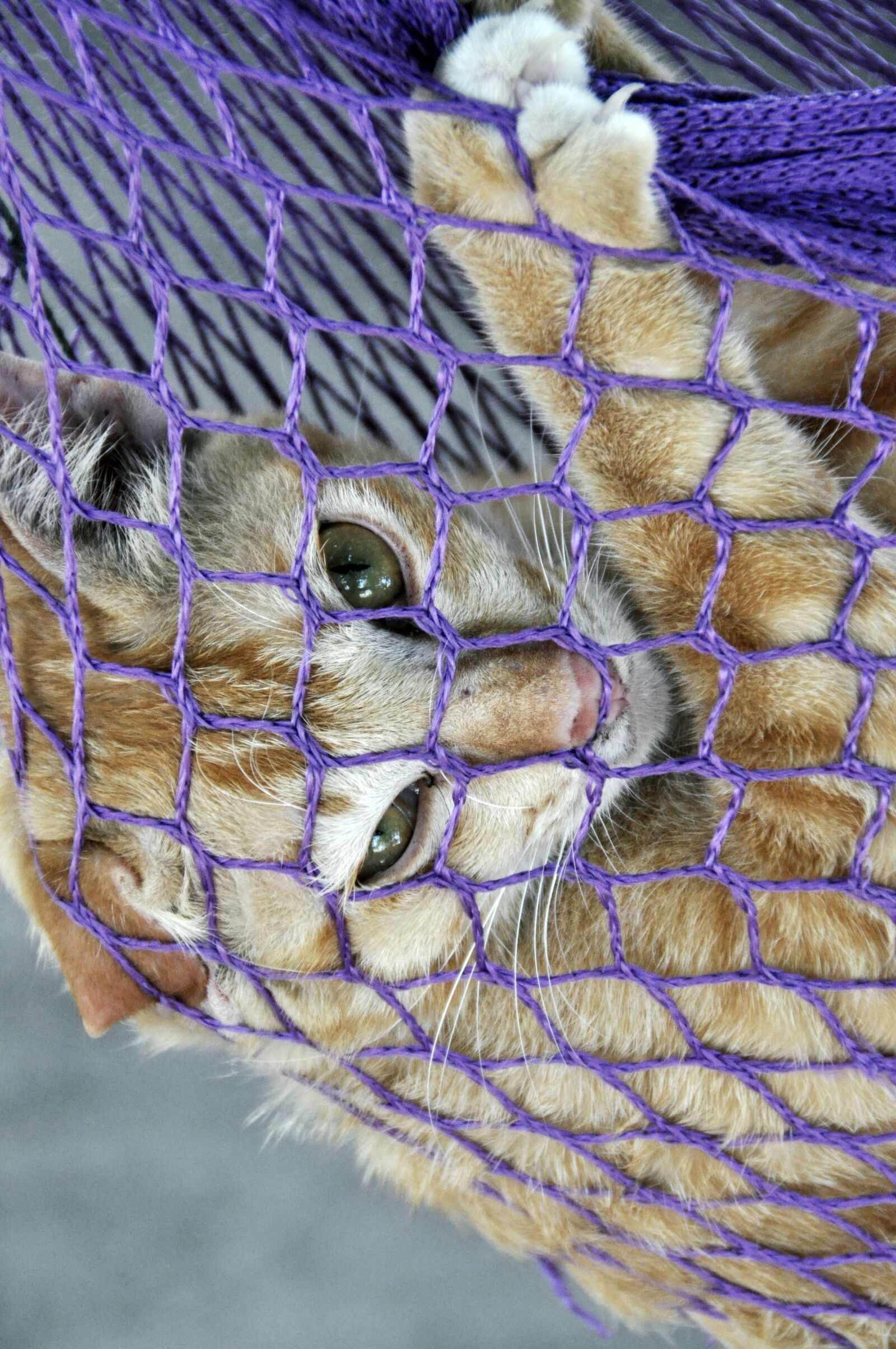 Nikon D5000 sample photo. Cat, hammock, animal photography