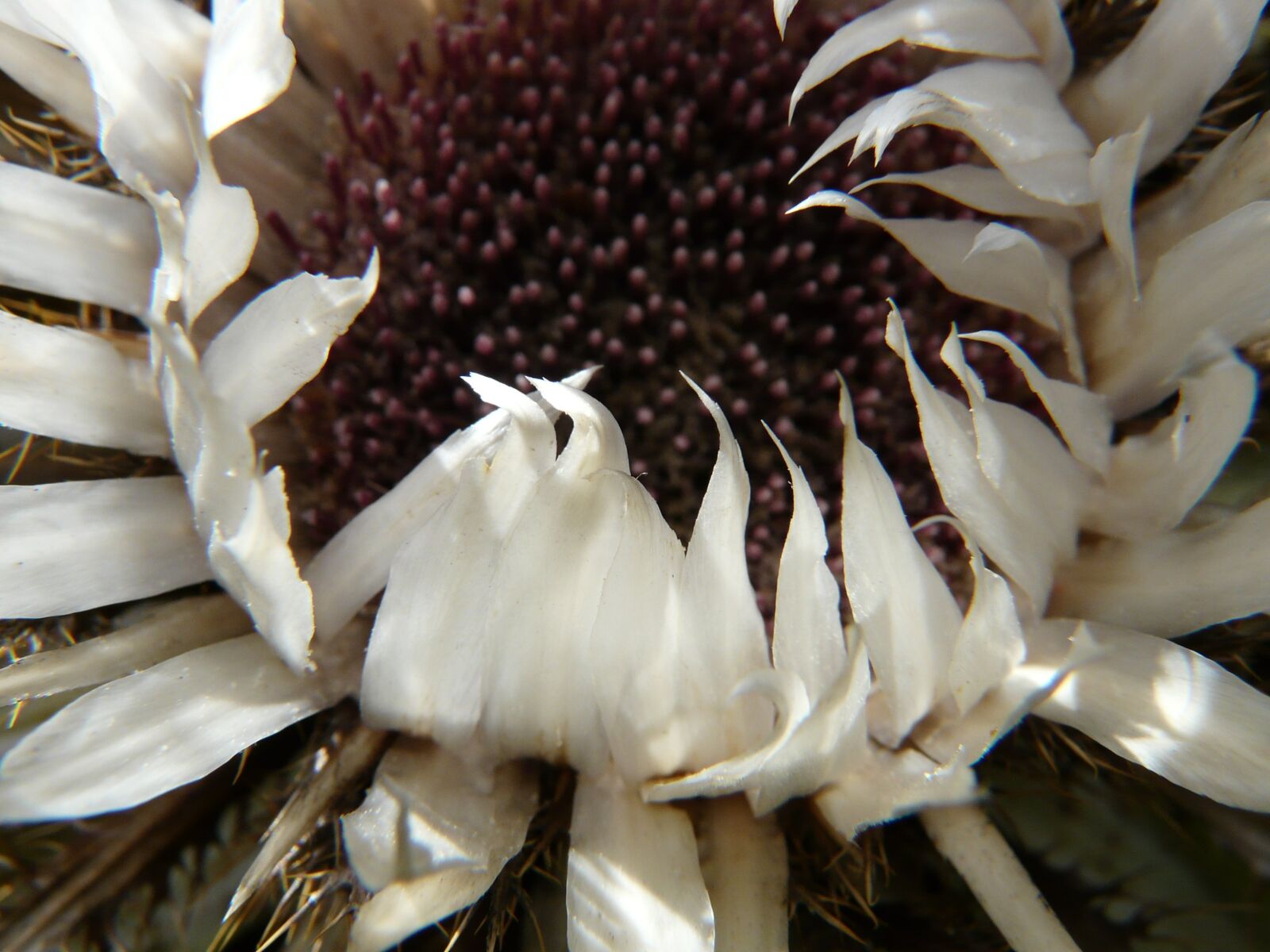 Panasonic DMC-FZ18 sample photo. Silver thistle, carlina acaulis photography