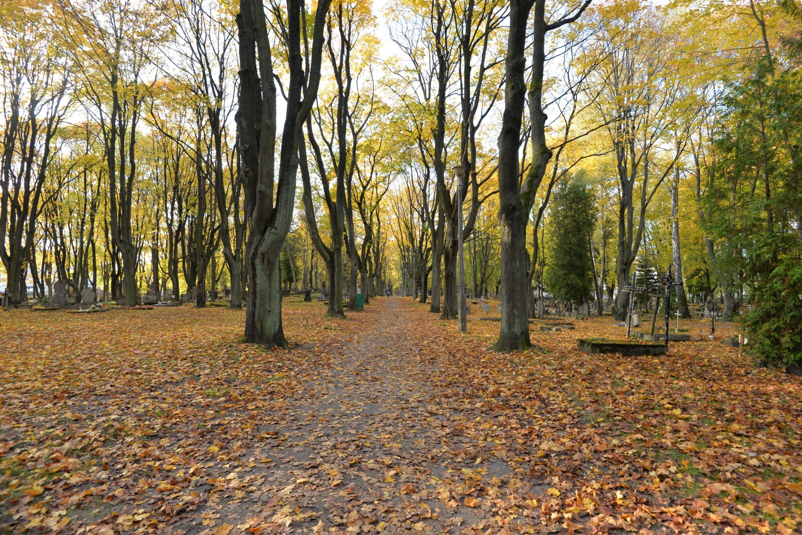 Nikon D610 sample photo. Tree, forest, nature photography