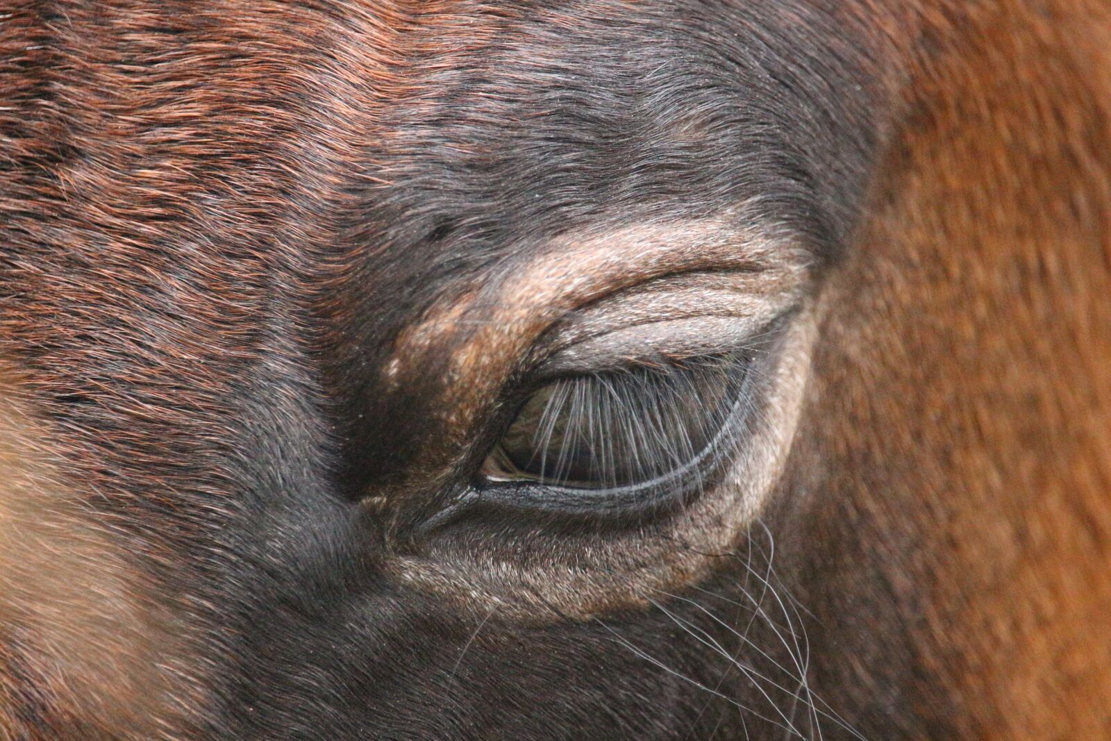 Canon EOS 100D (EOS Rebel SL1 / EOS Kiss X7) sample photo. Horse, foal, roan photography