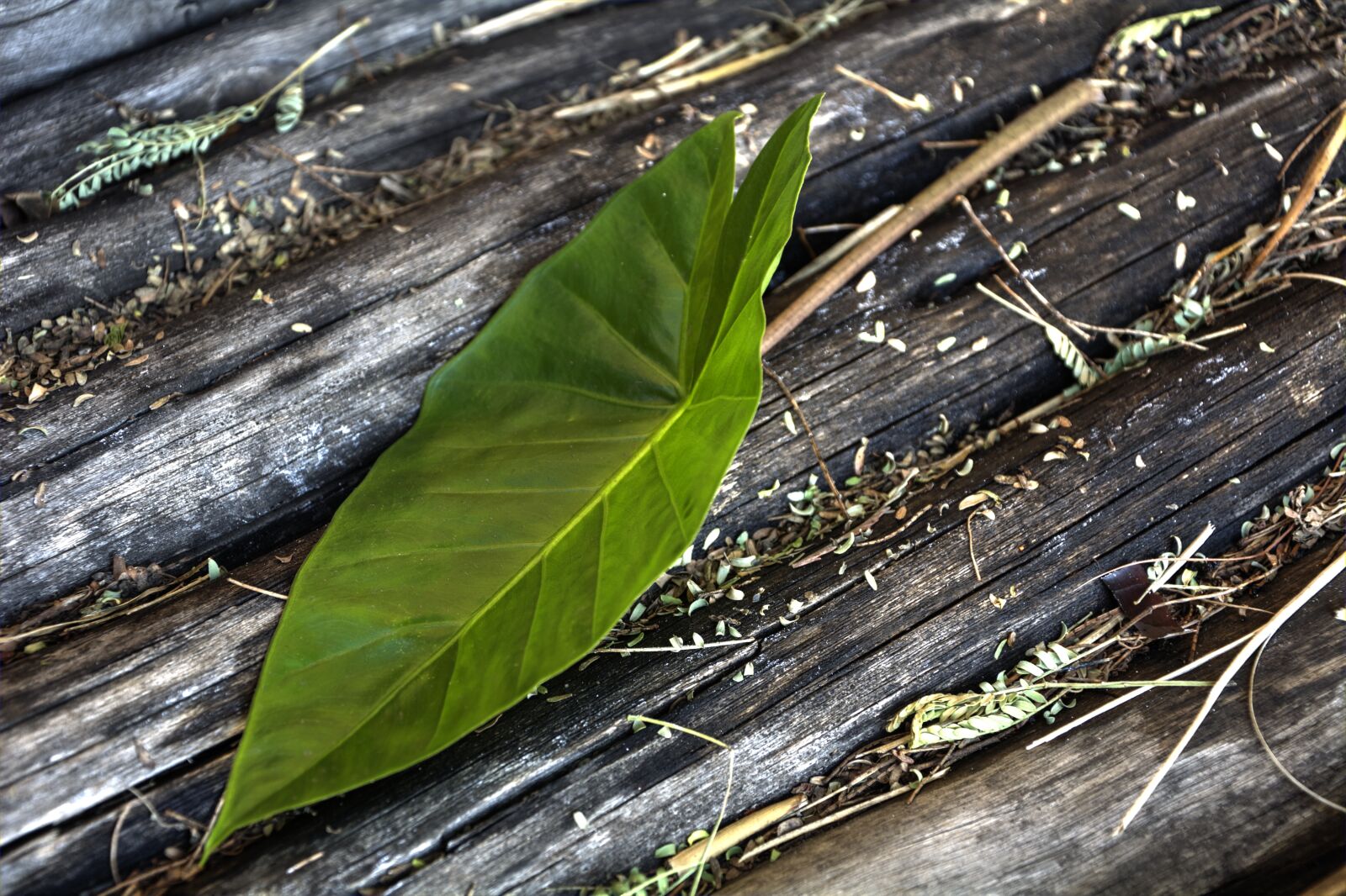 Nikon D5200 sample photo. Leaf, green, garden photography