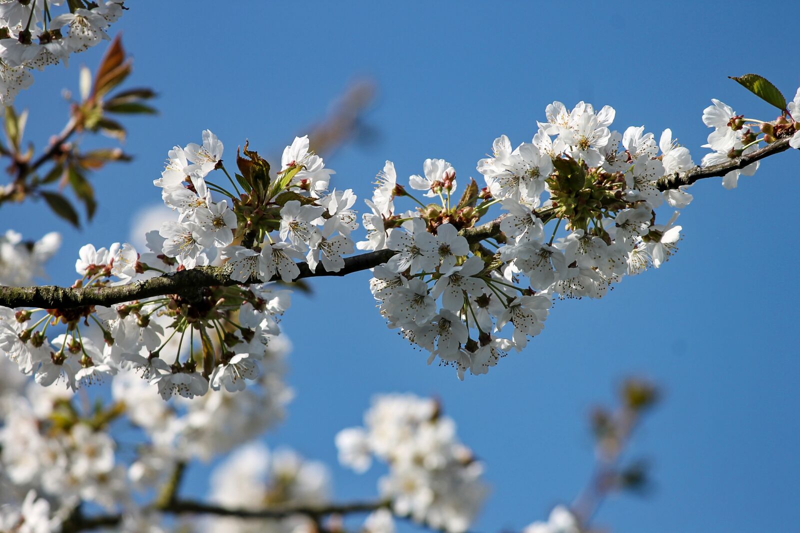Canon EOS 1100D (EOS Rebel T3 / EOS Kiss X50) sample photo. Cherry blossom, cherry tree photography